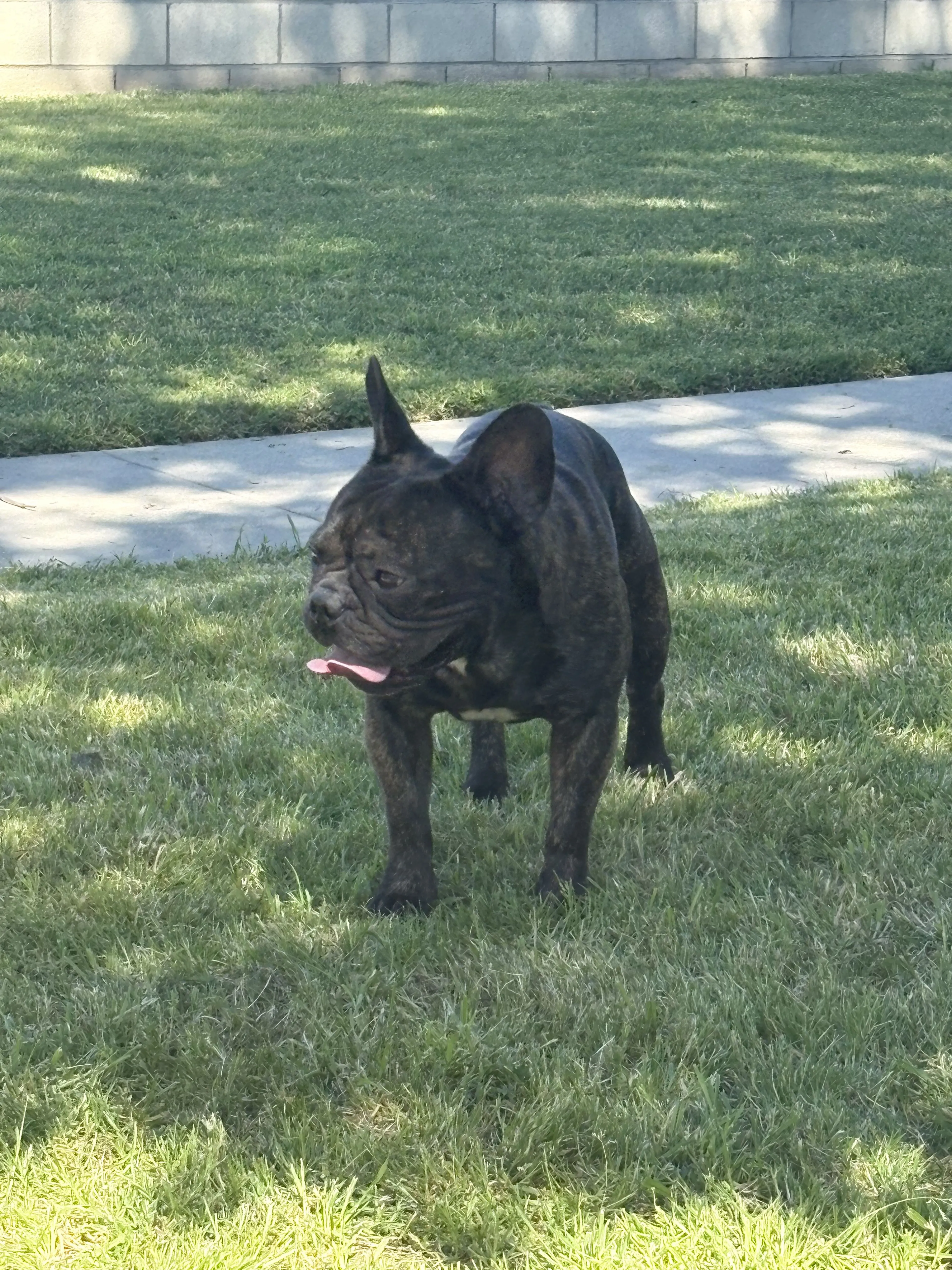 Lost pet-3