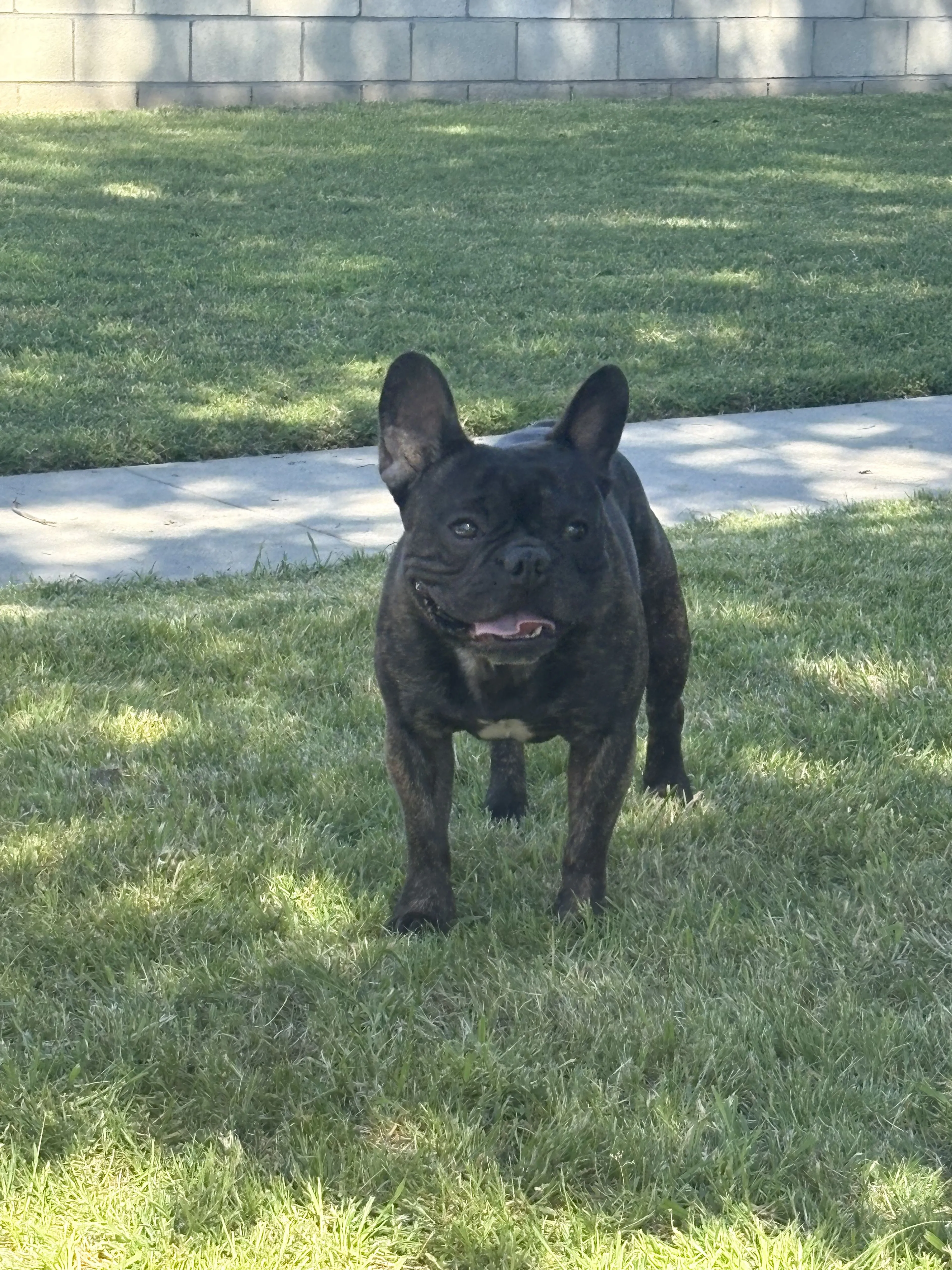 Lost pet-1