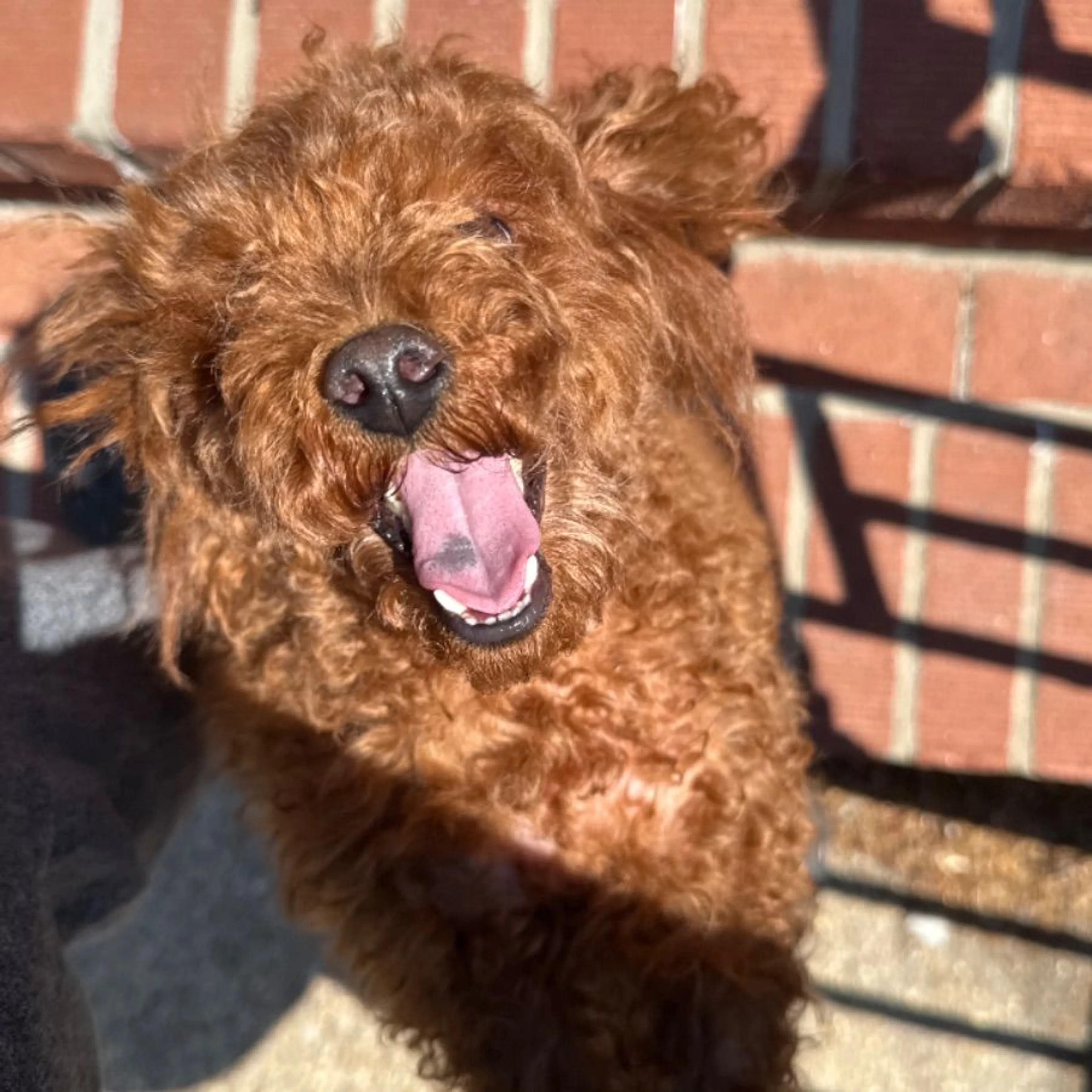 Found pet