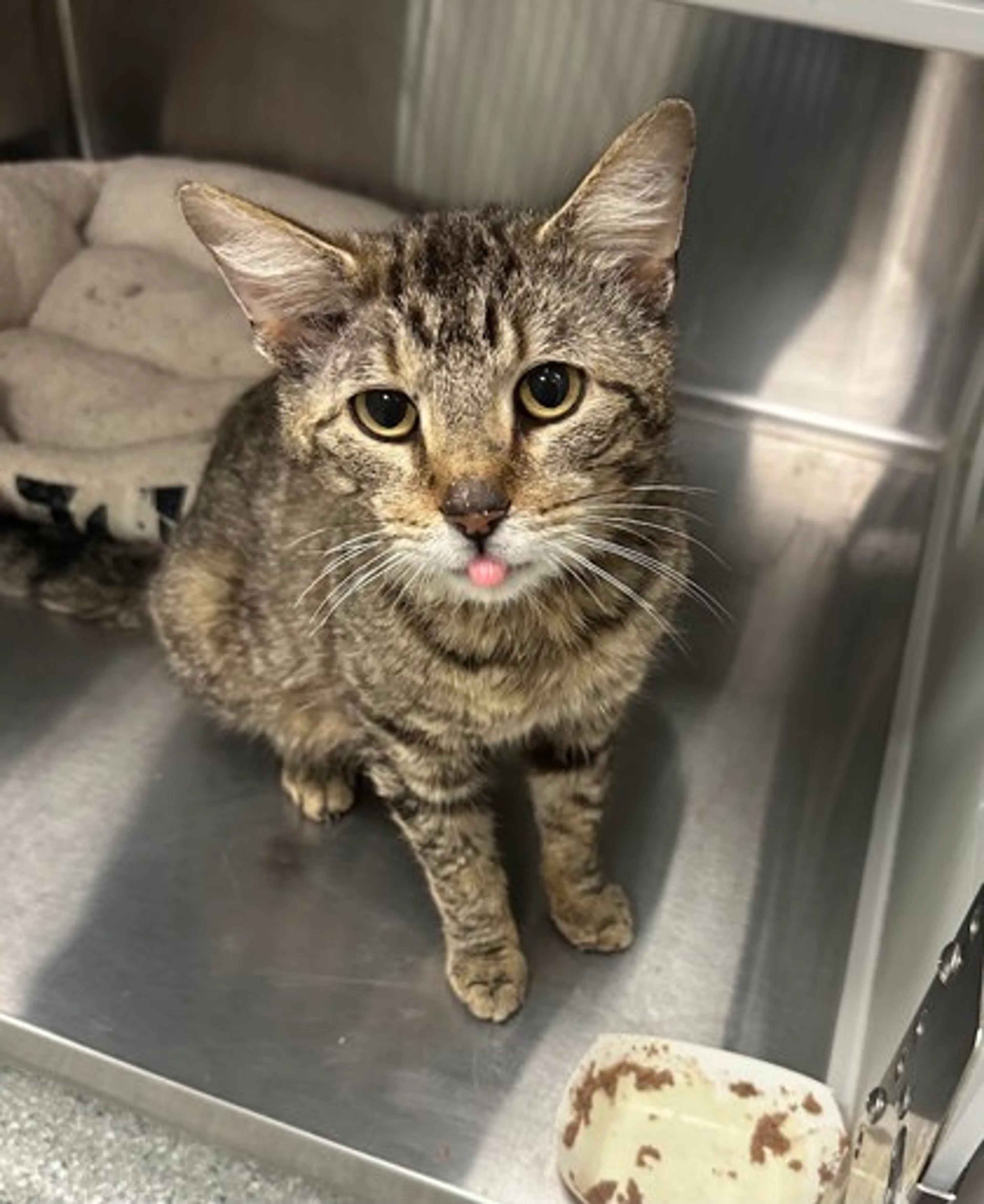 Found pet-1