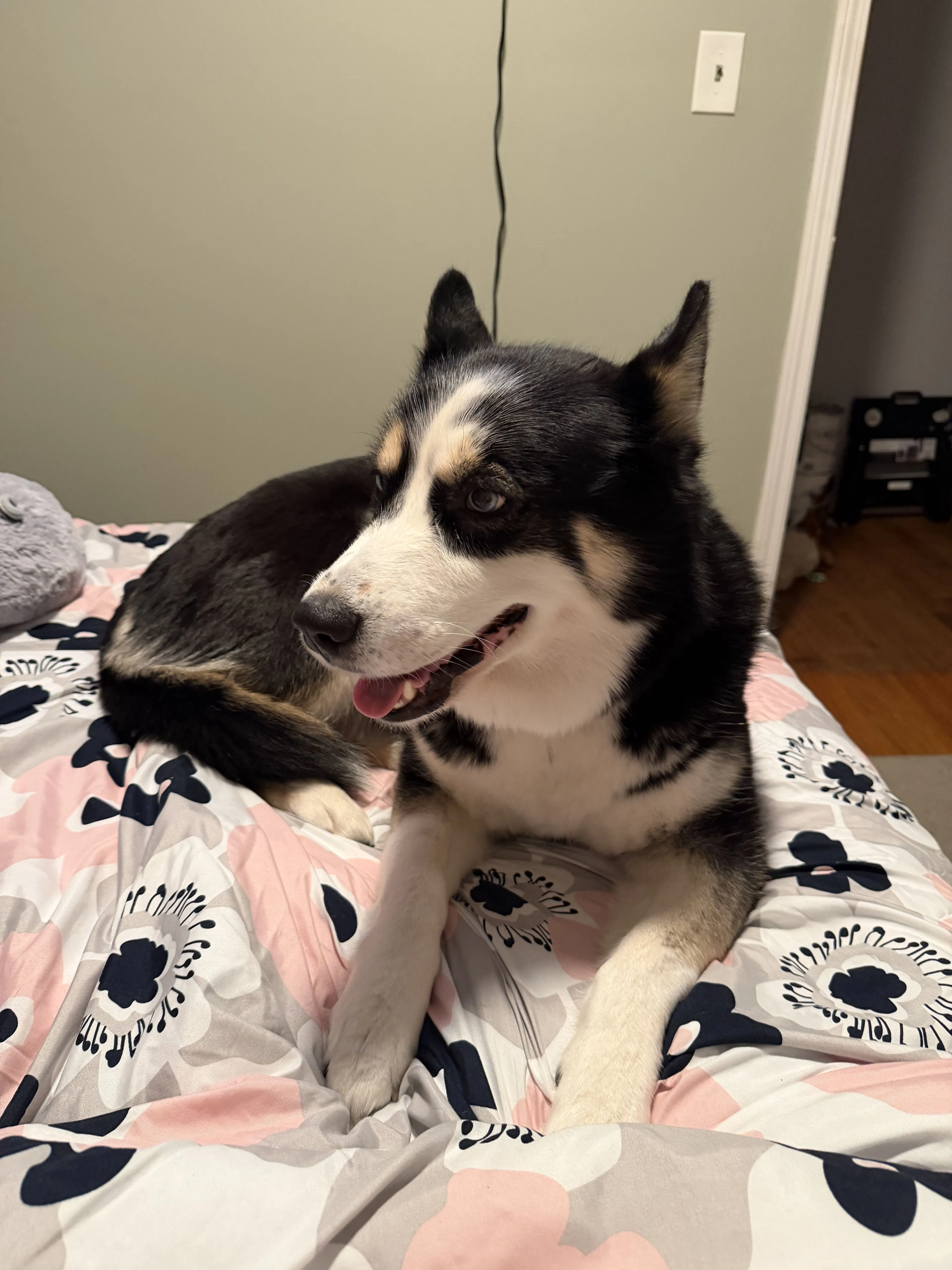 Lost pet