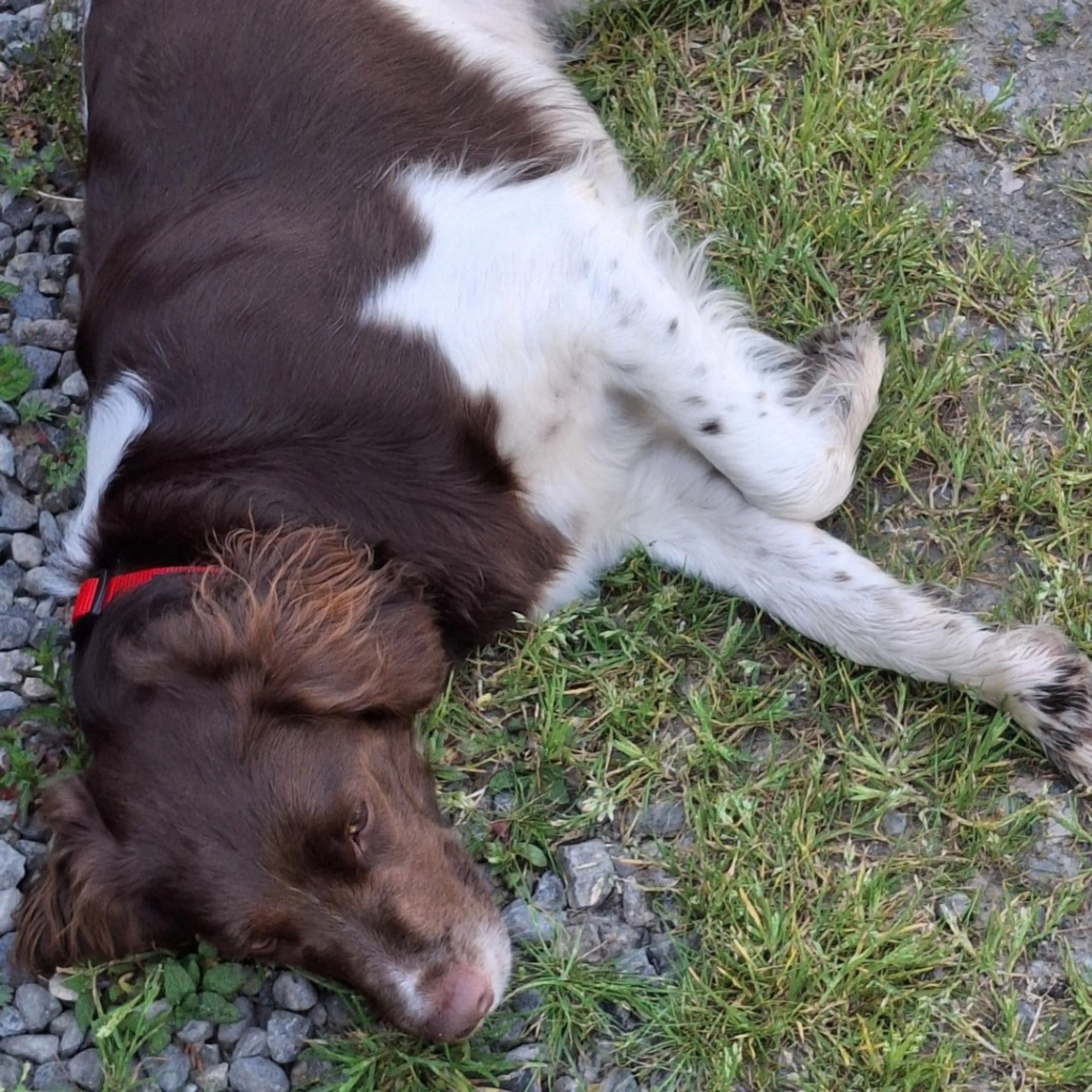 Found pet