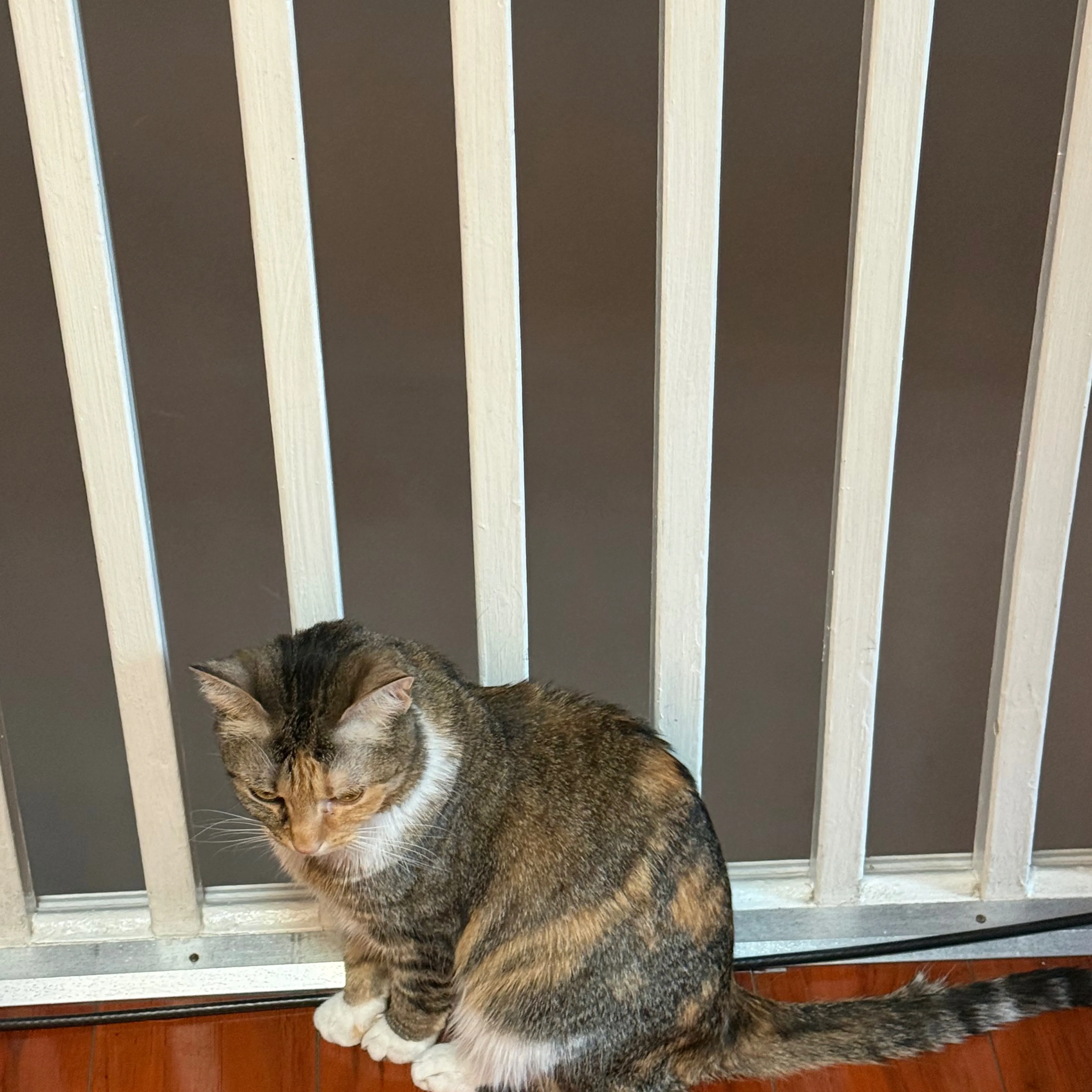 Lost pet-1