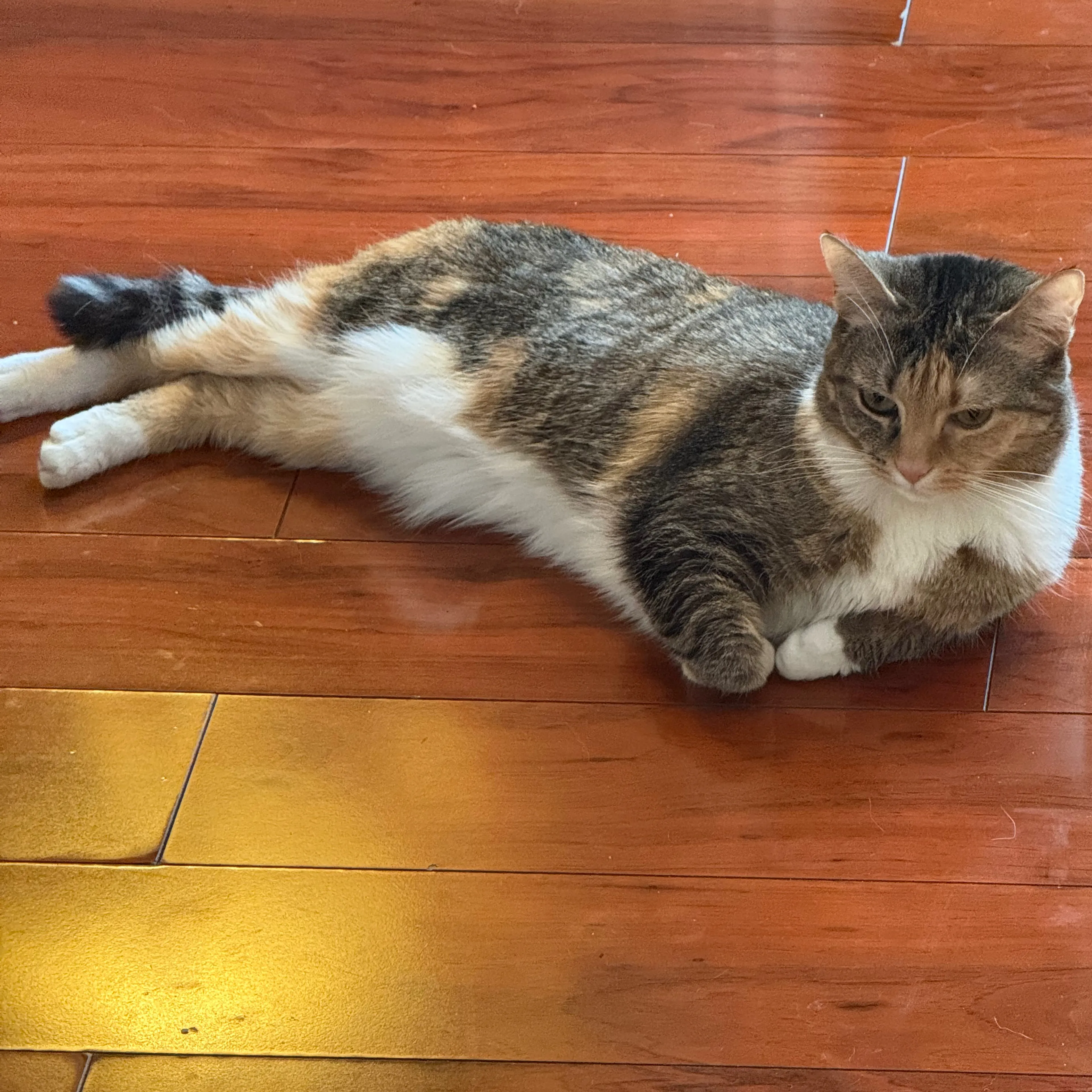 Lost pet-2