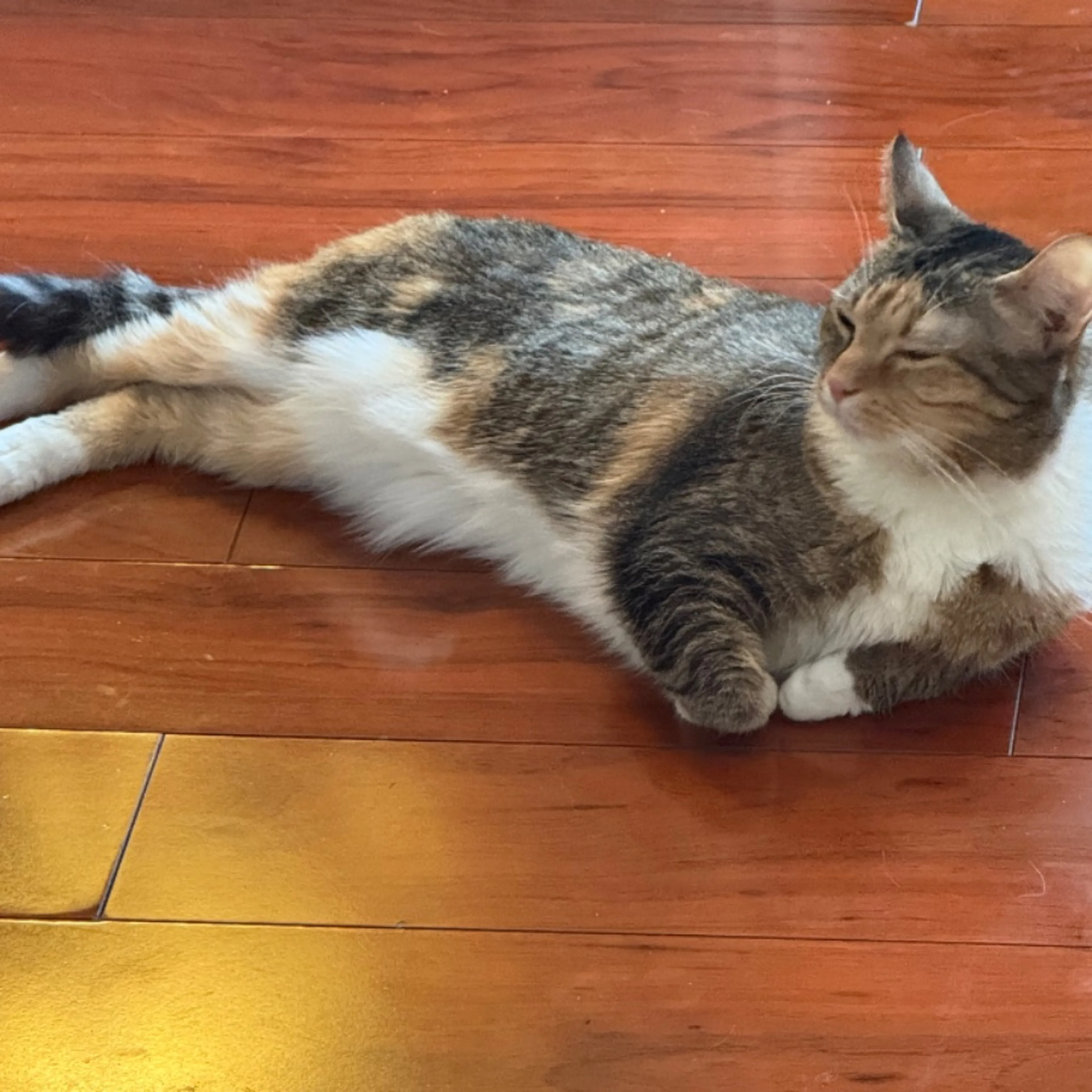 Lost pet-0