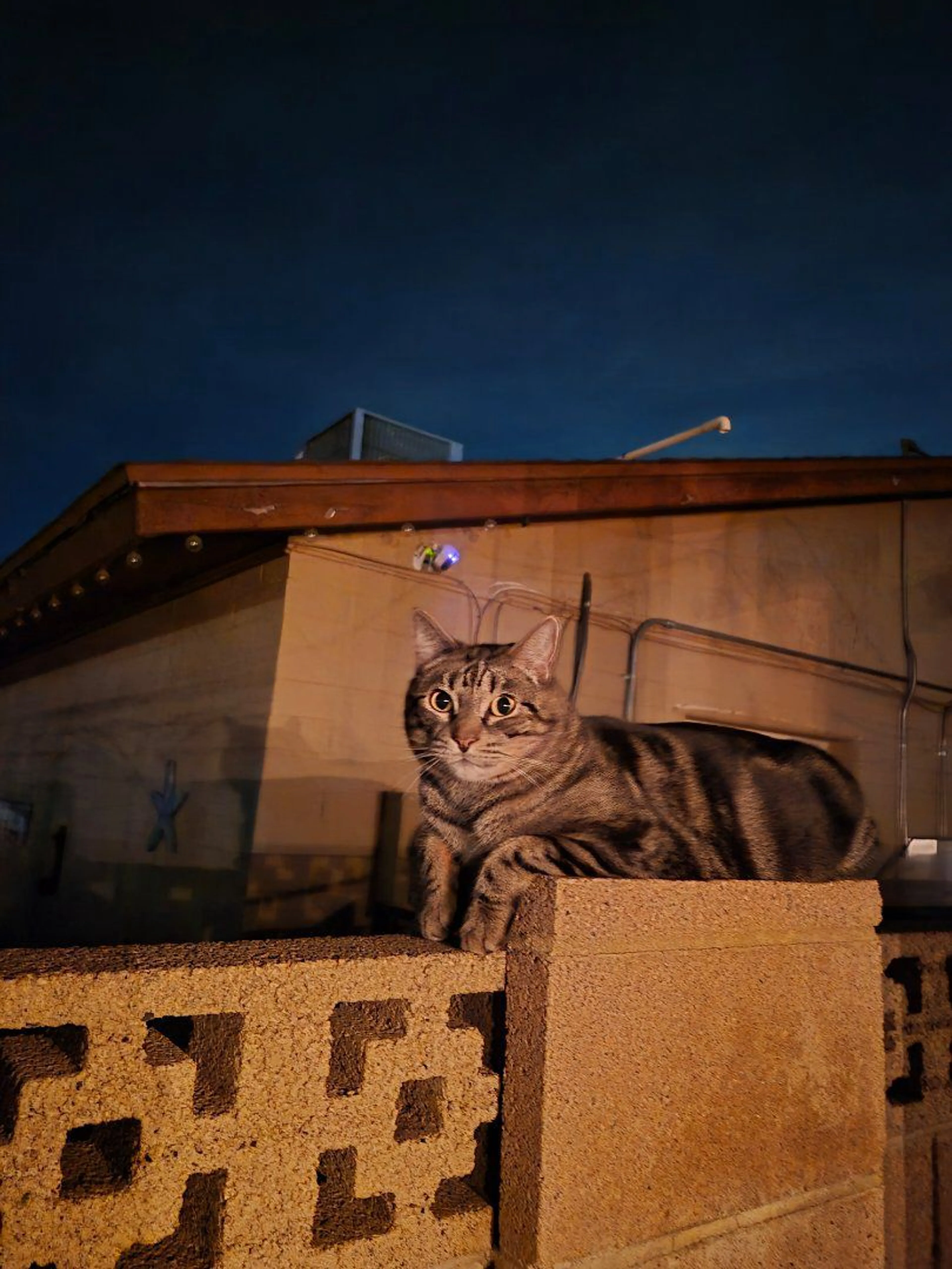 Lost pet-0