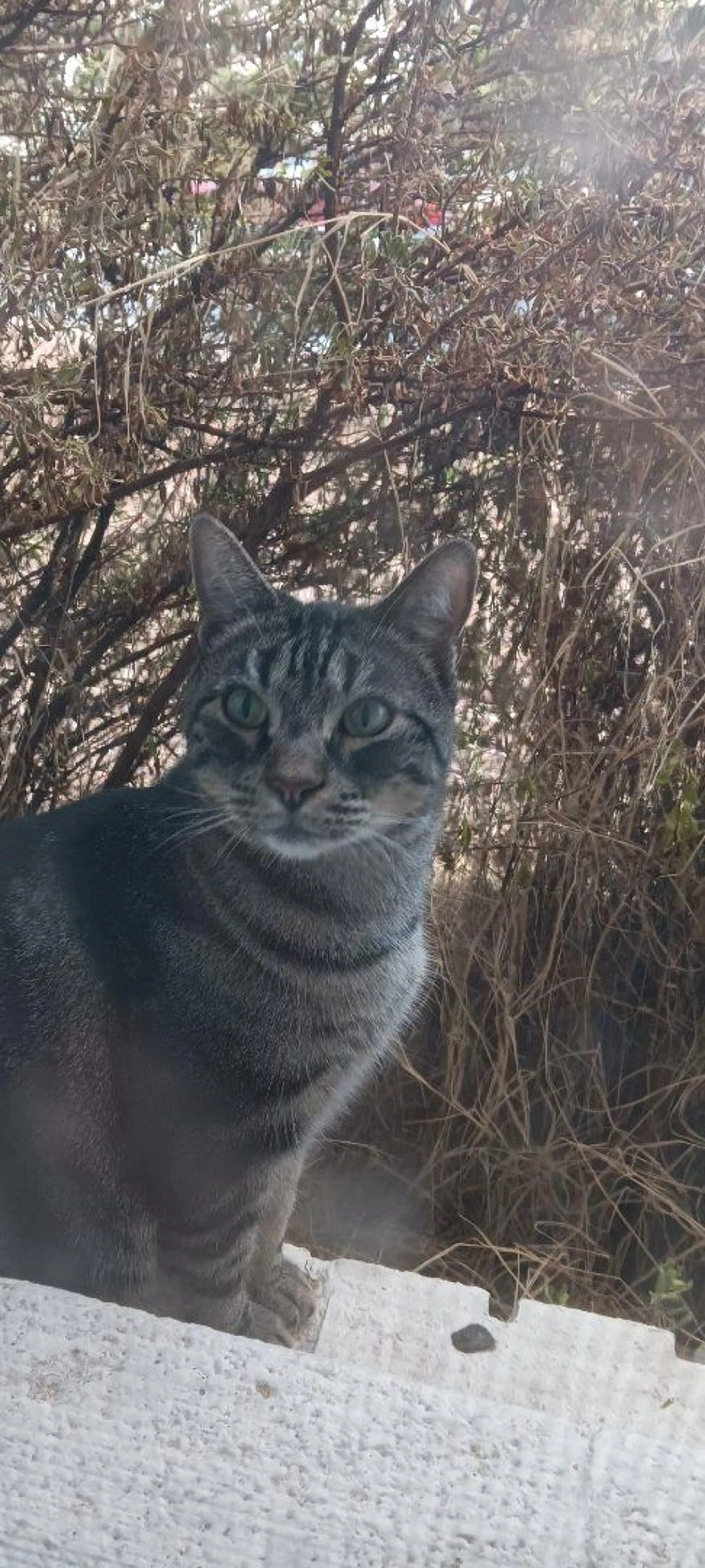 Lost pet-2