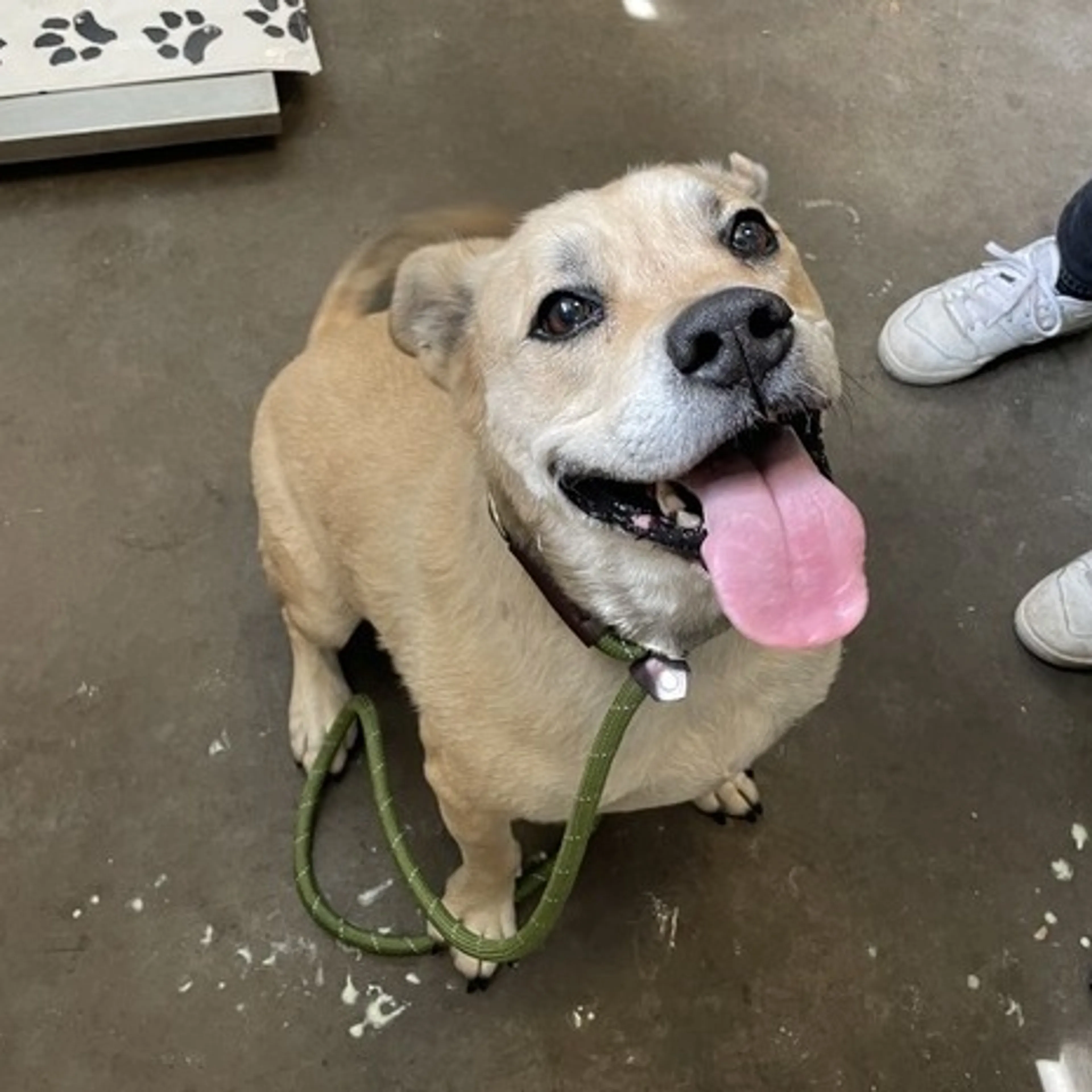 Found pet-1