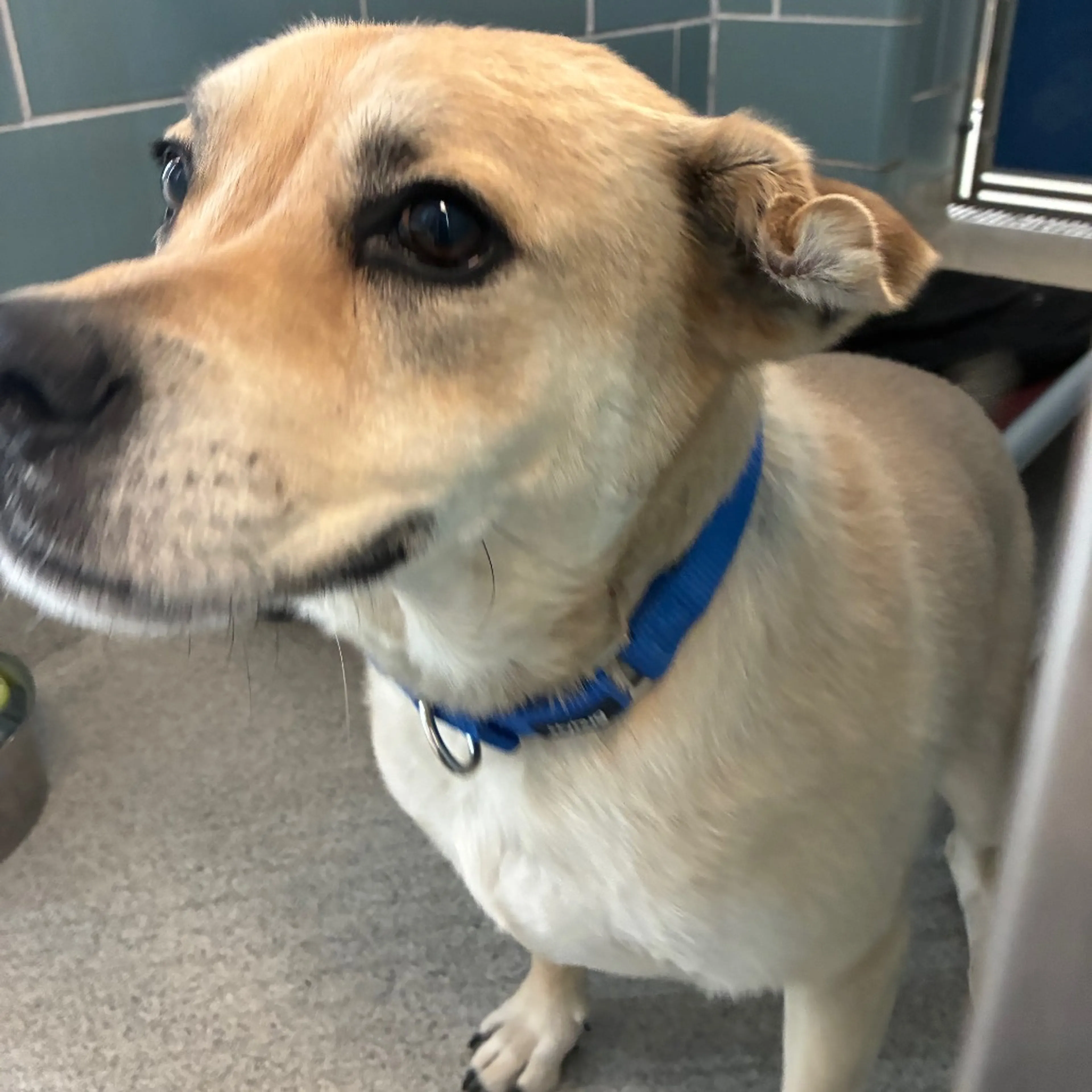 Found pet-2