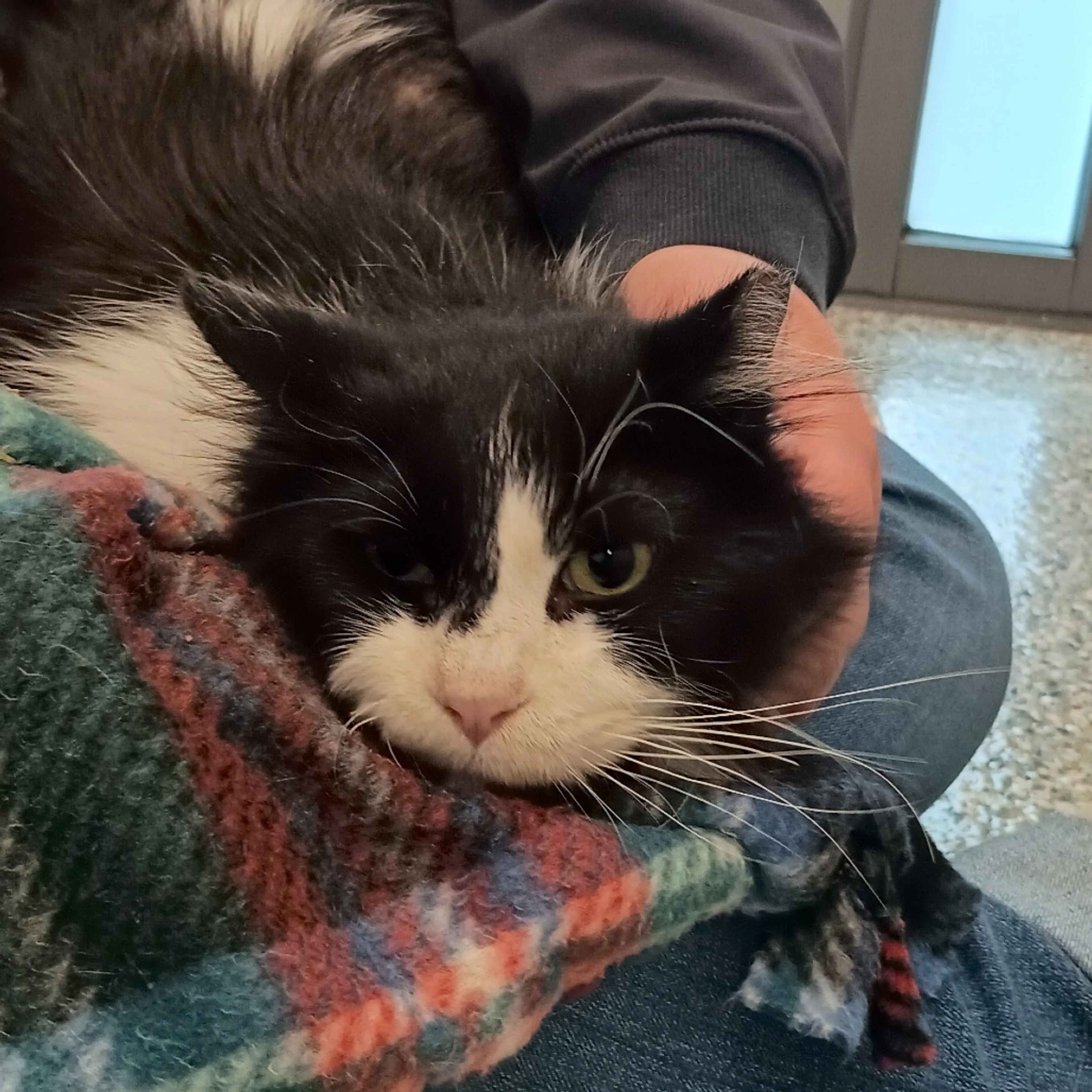 Found pet-6