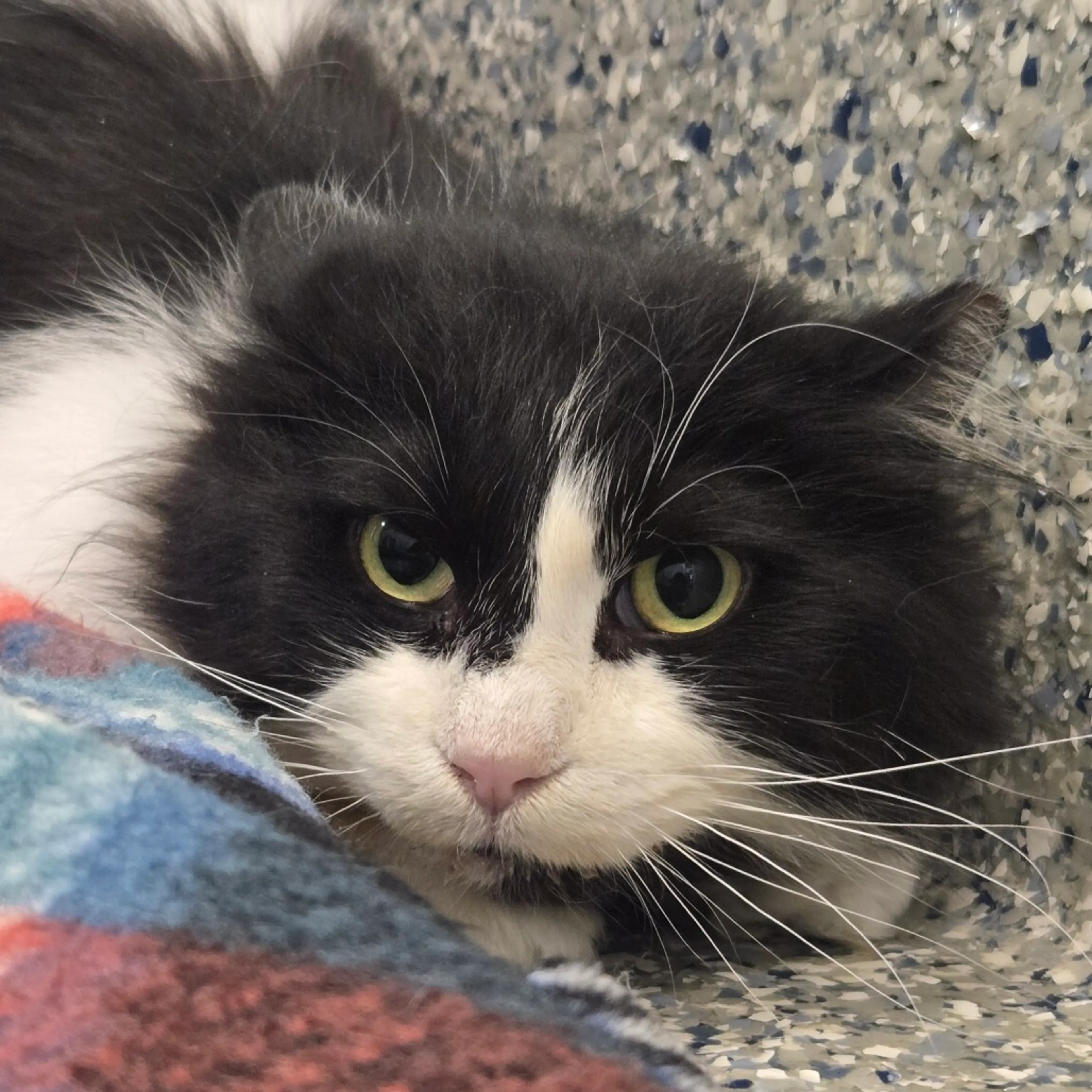 Found pet-2
