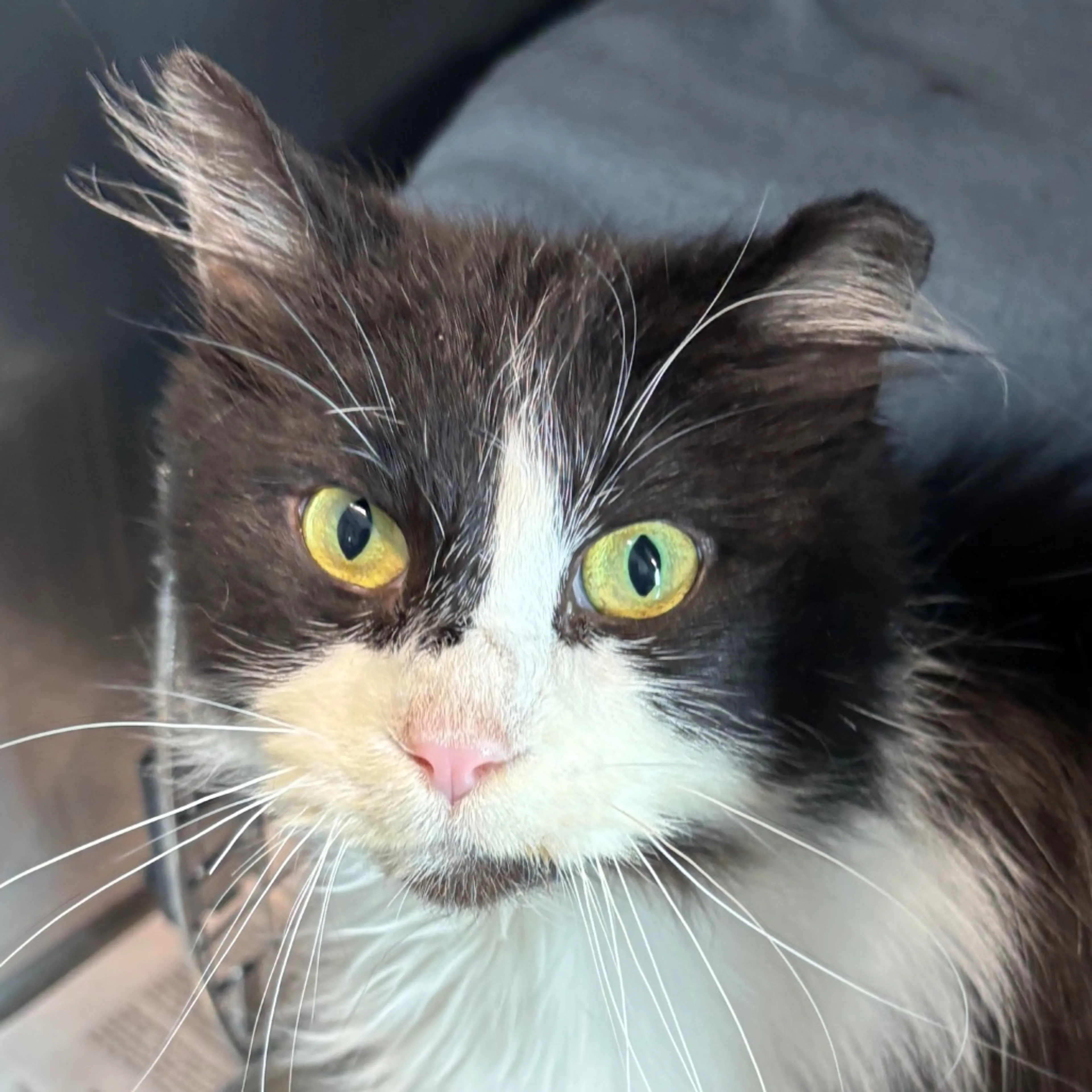 Found pet-1