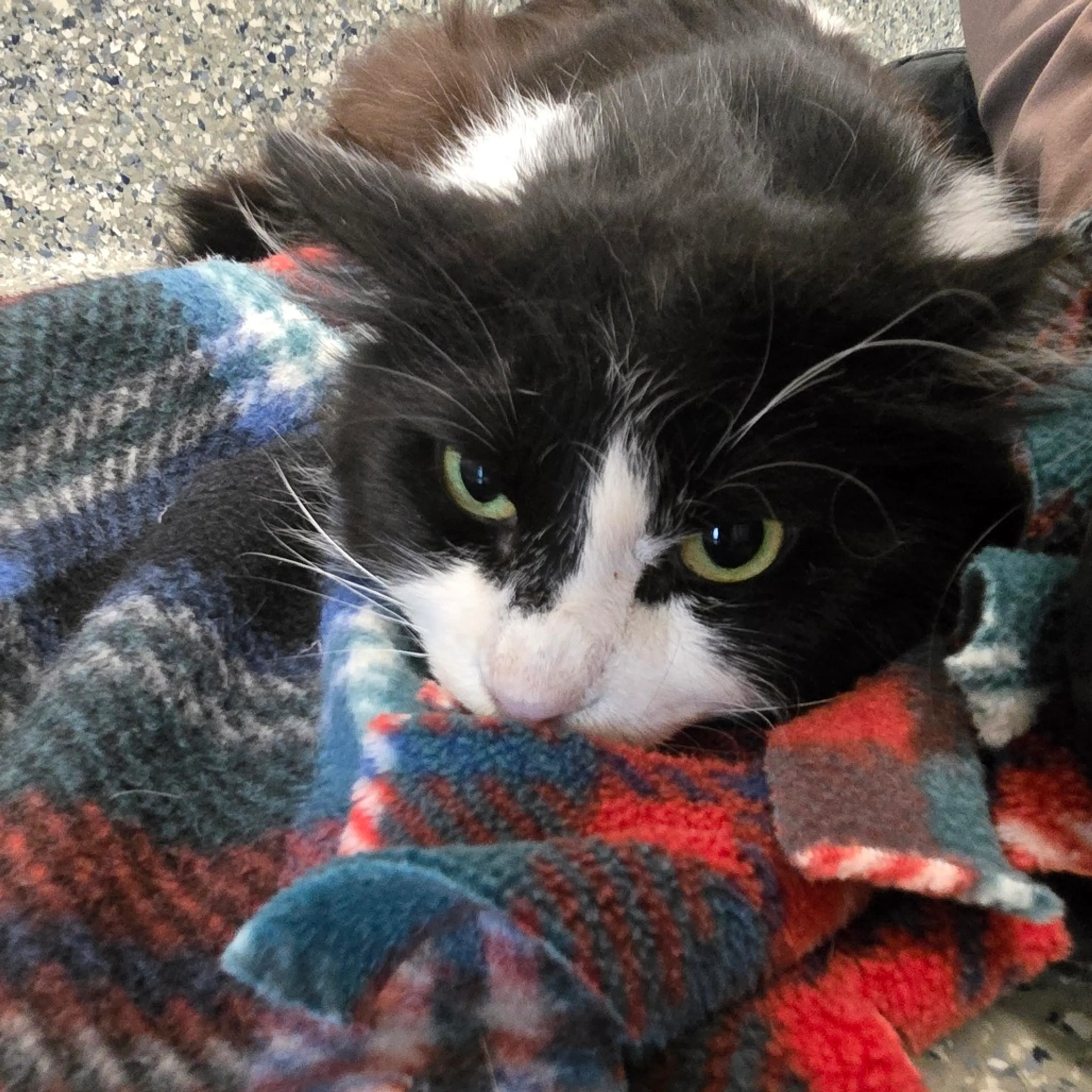 Found pet-4