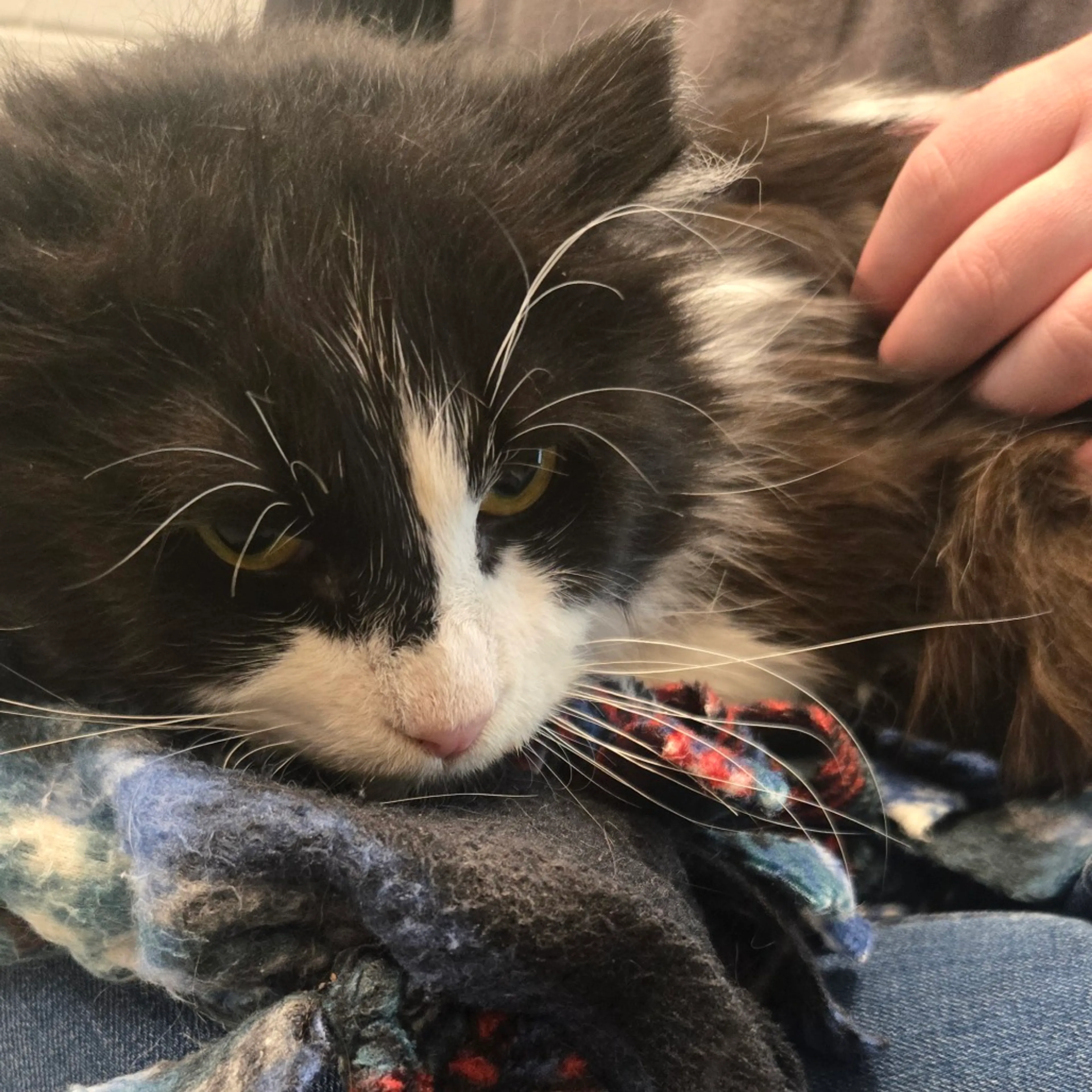Found pet-3