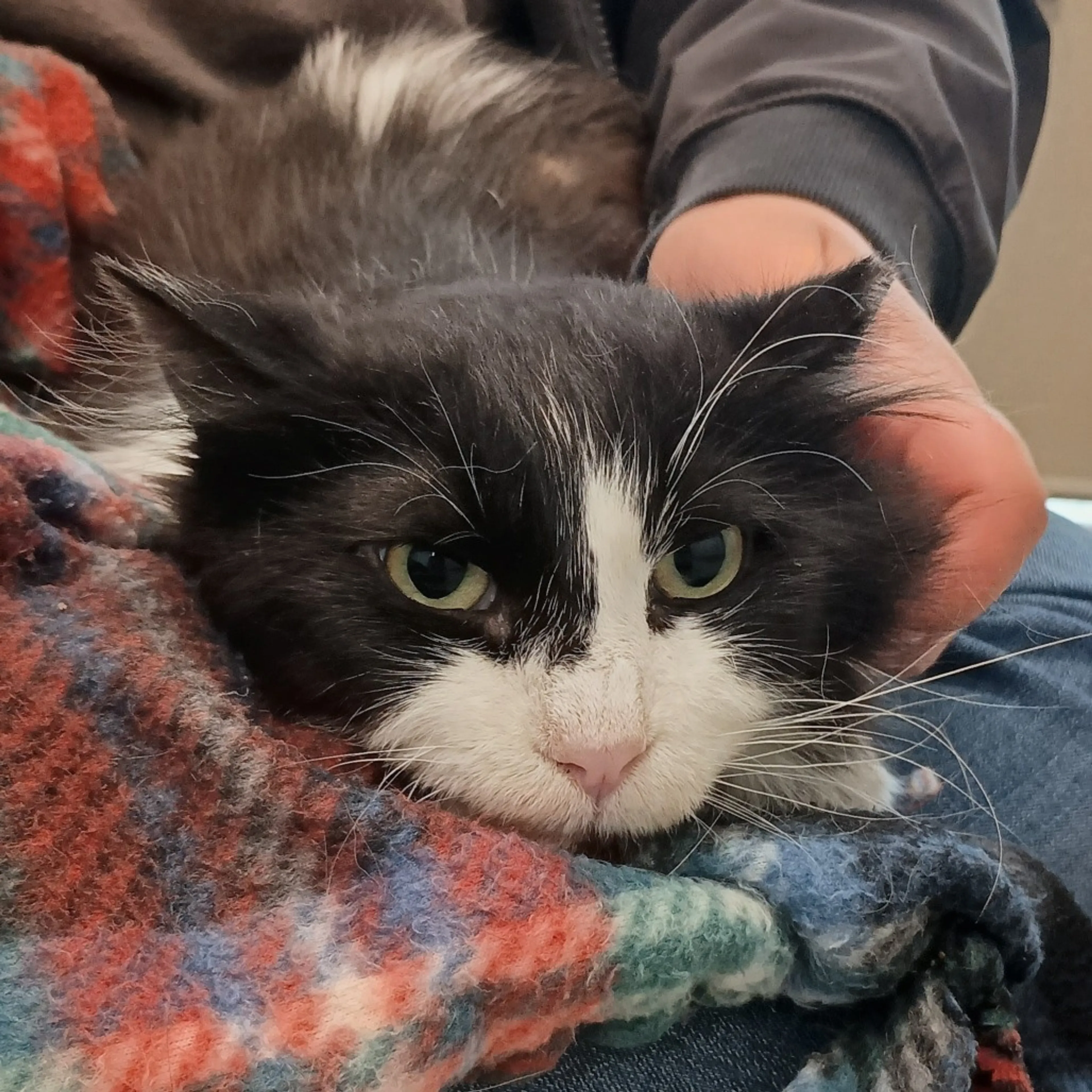 Found pet-0