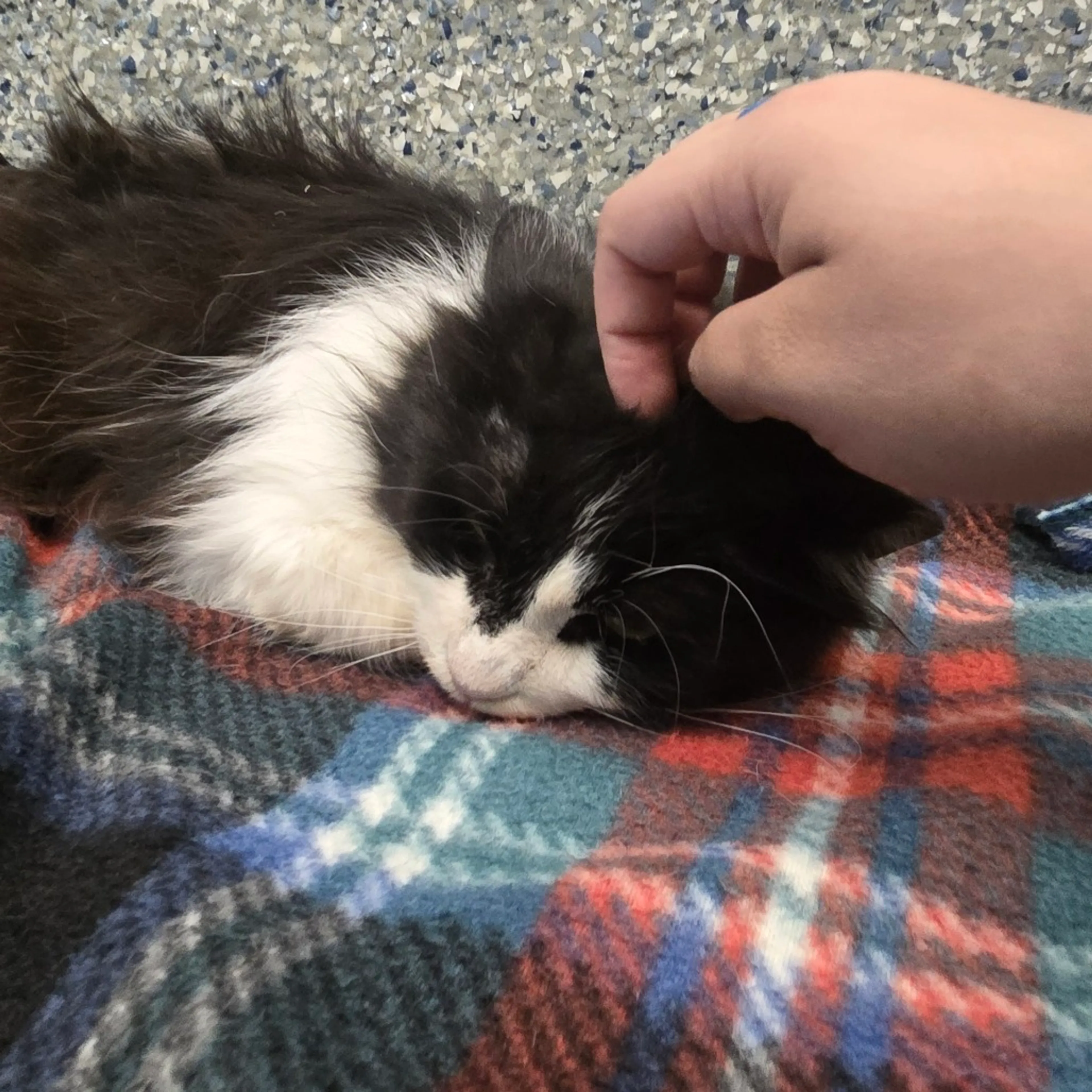 Found pet-5