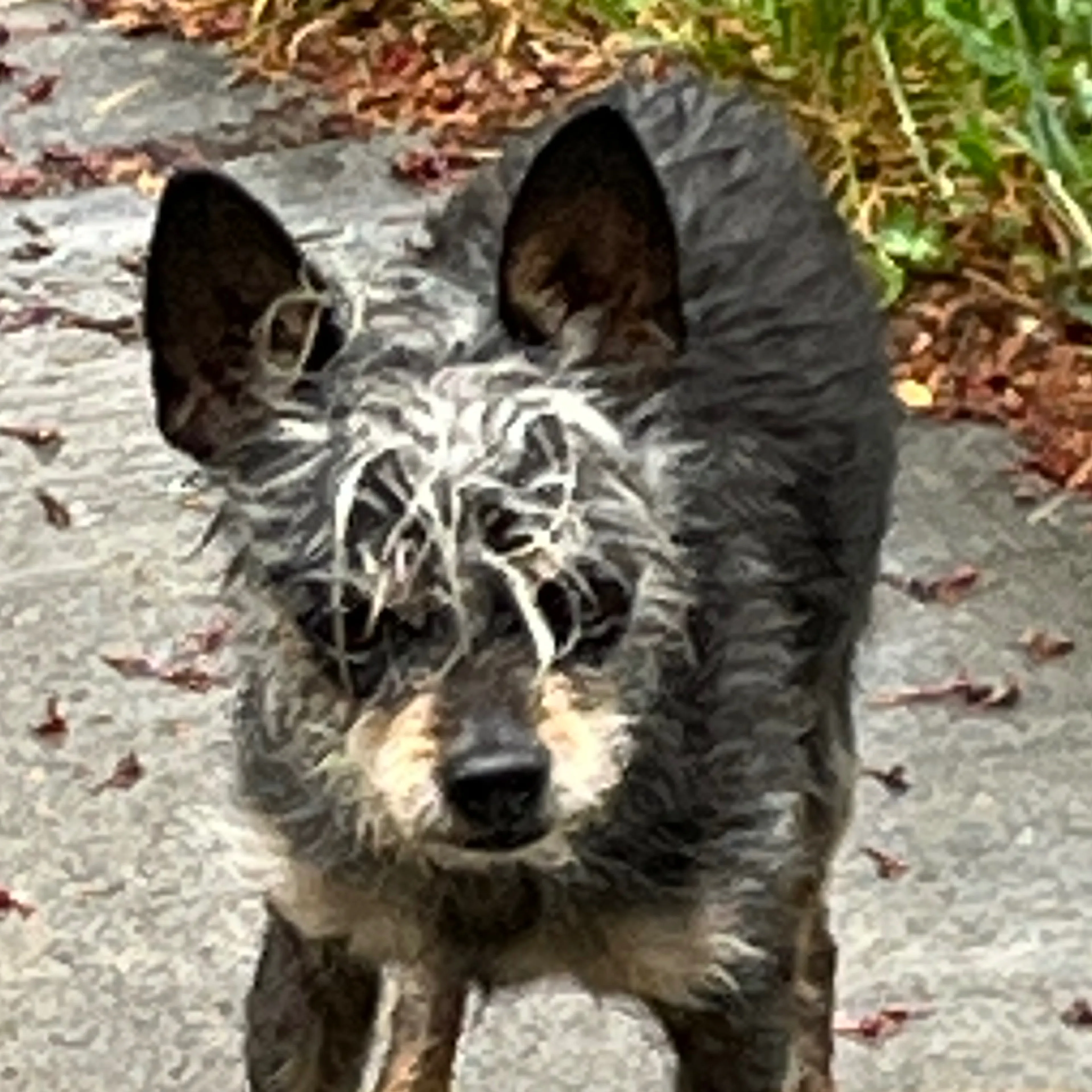 Found pet-1