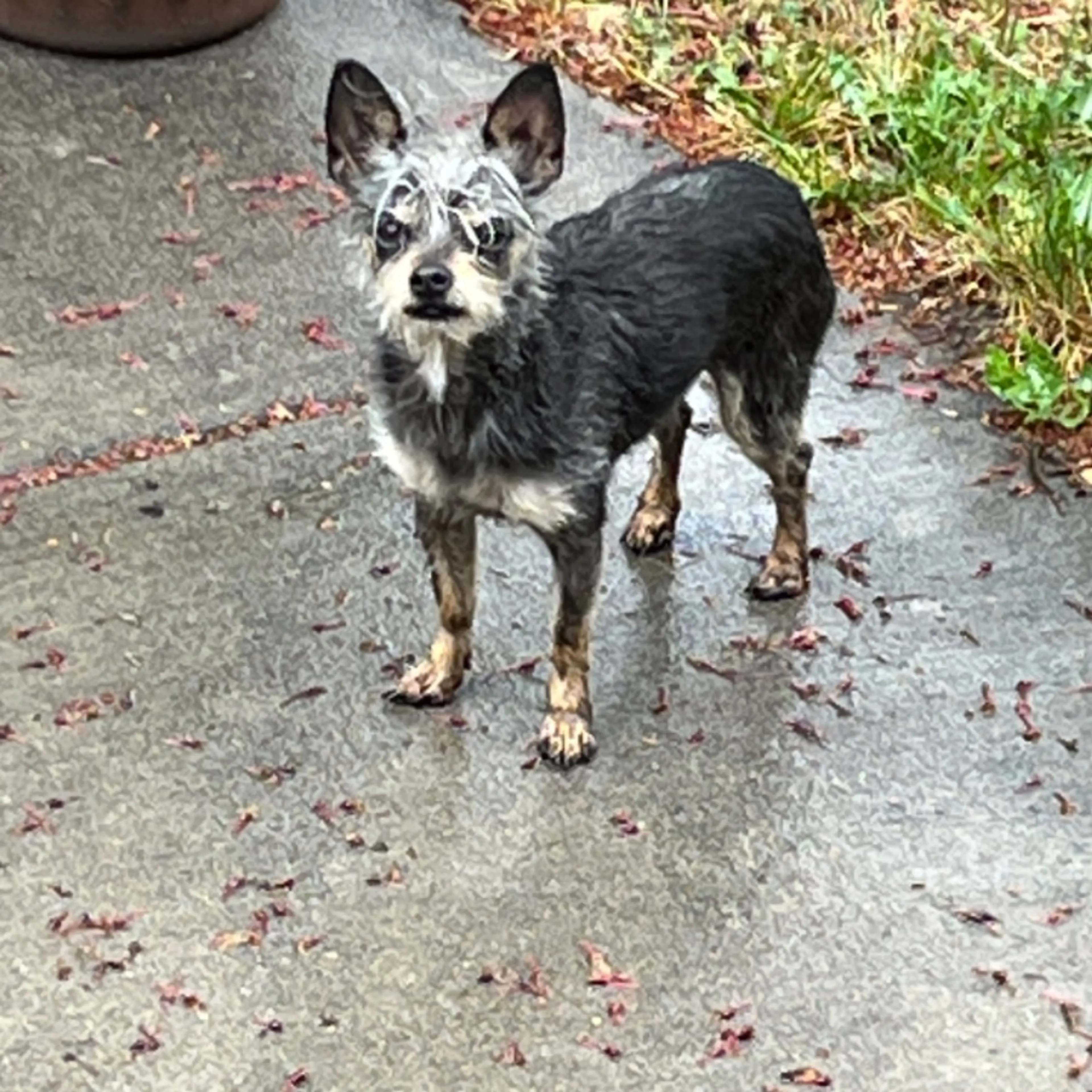 Found pet-0
