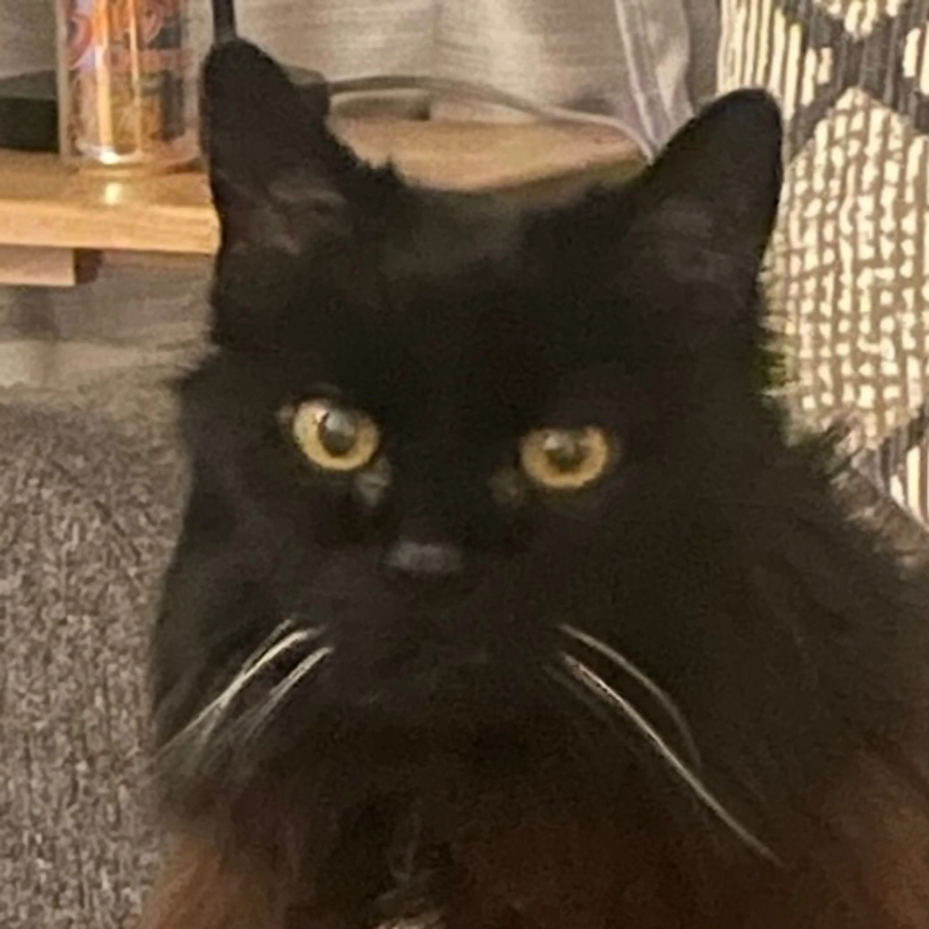 Lost pet-2