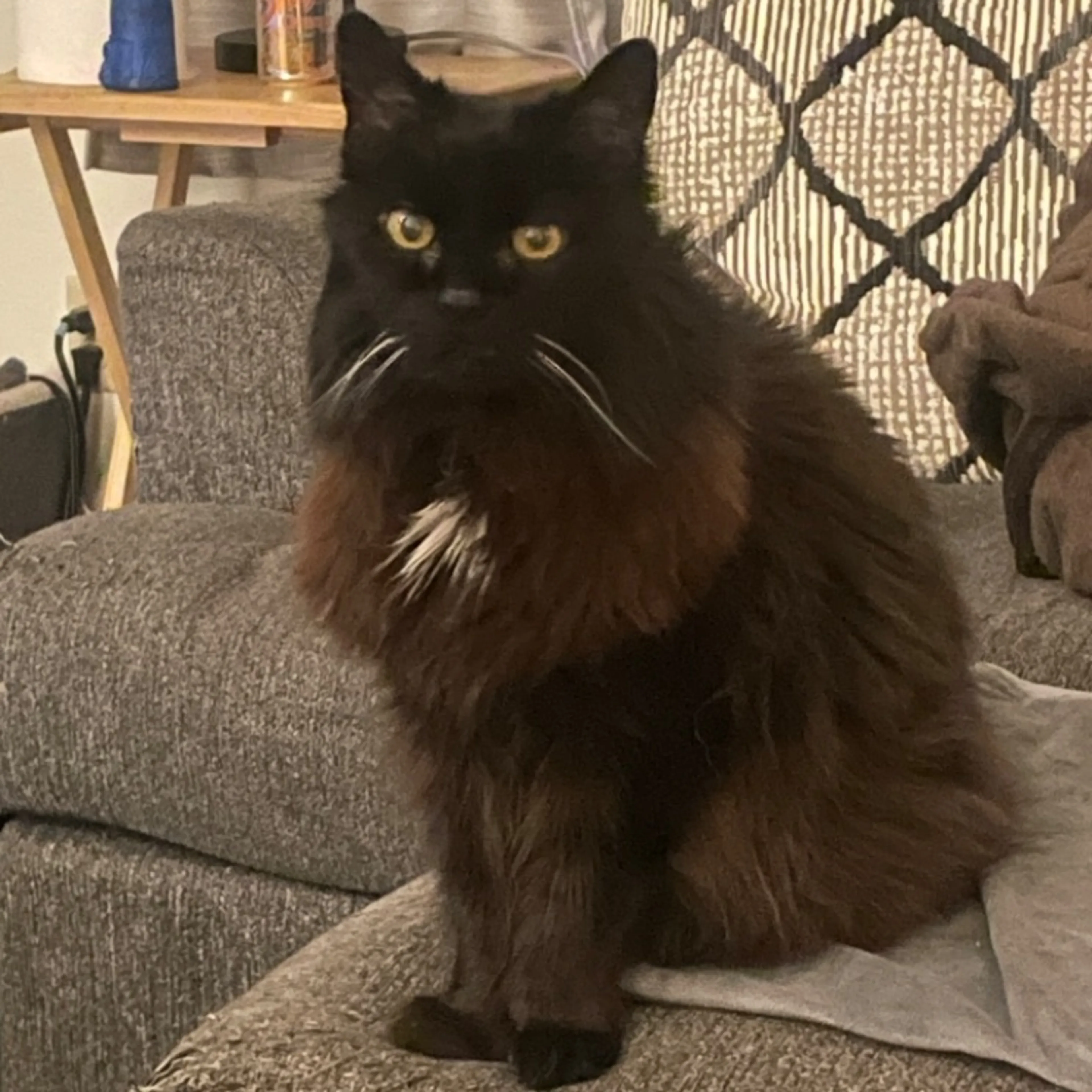 Lost pet-0
