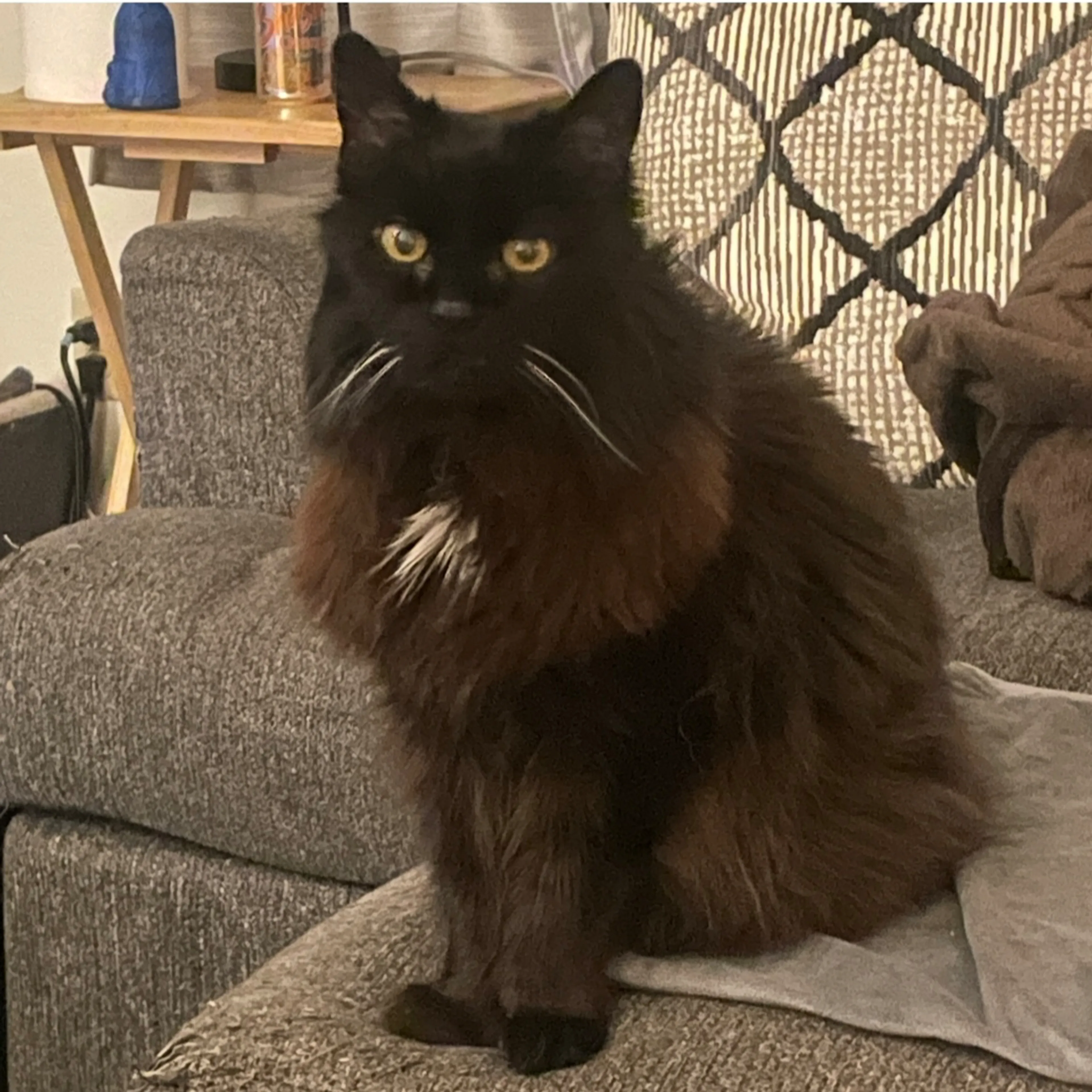 Lost pet-1