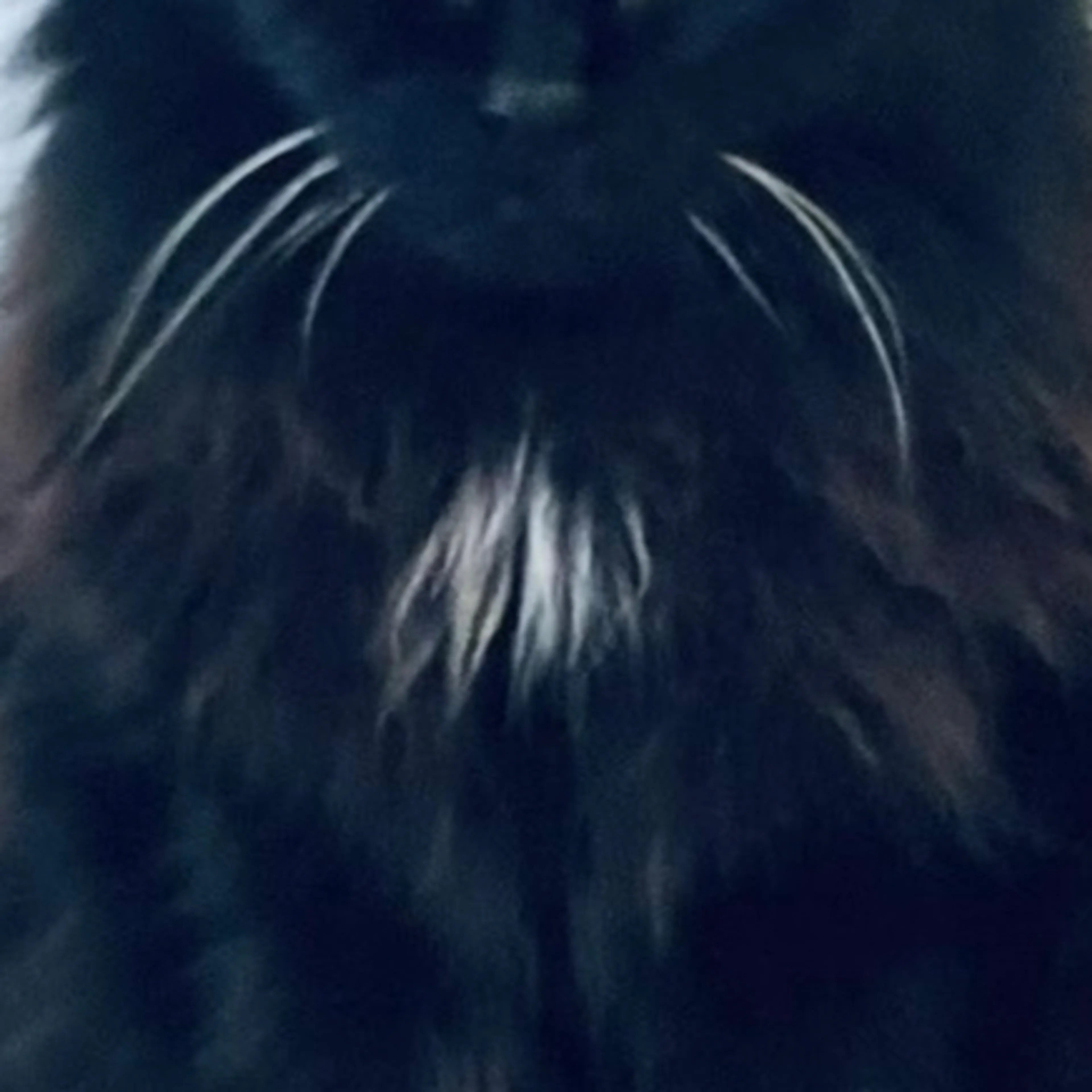 Lost pet-3