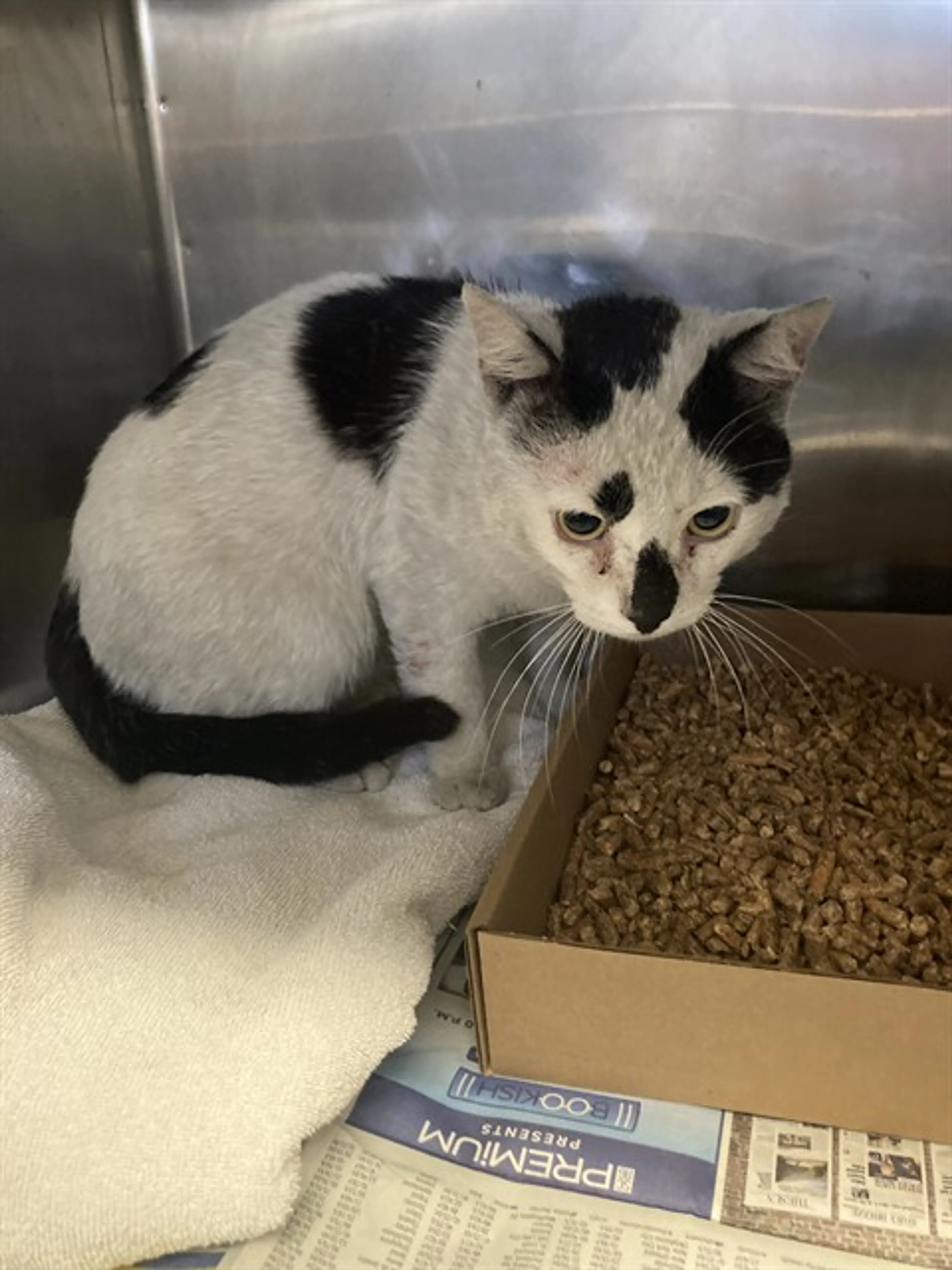 Found pet