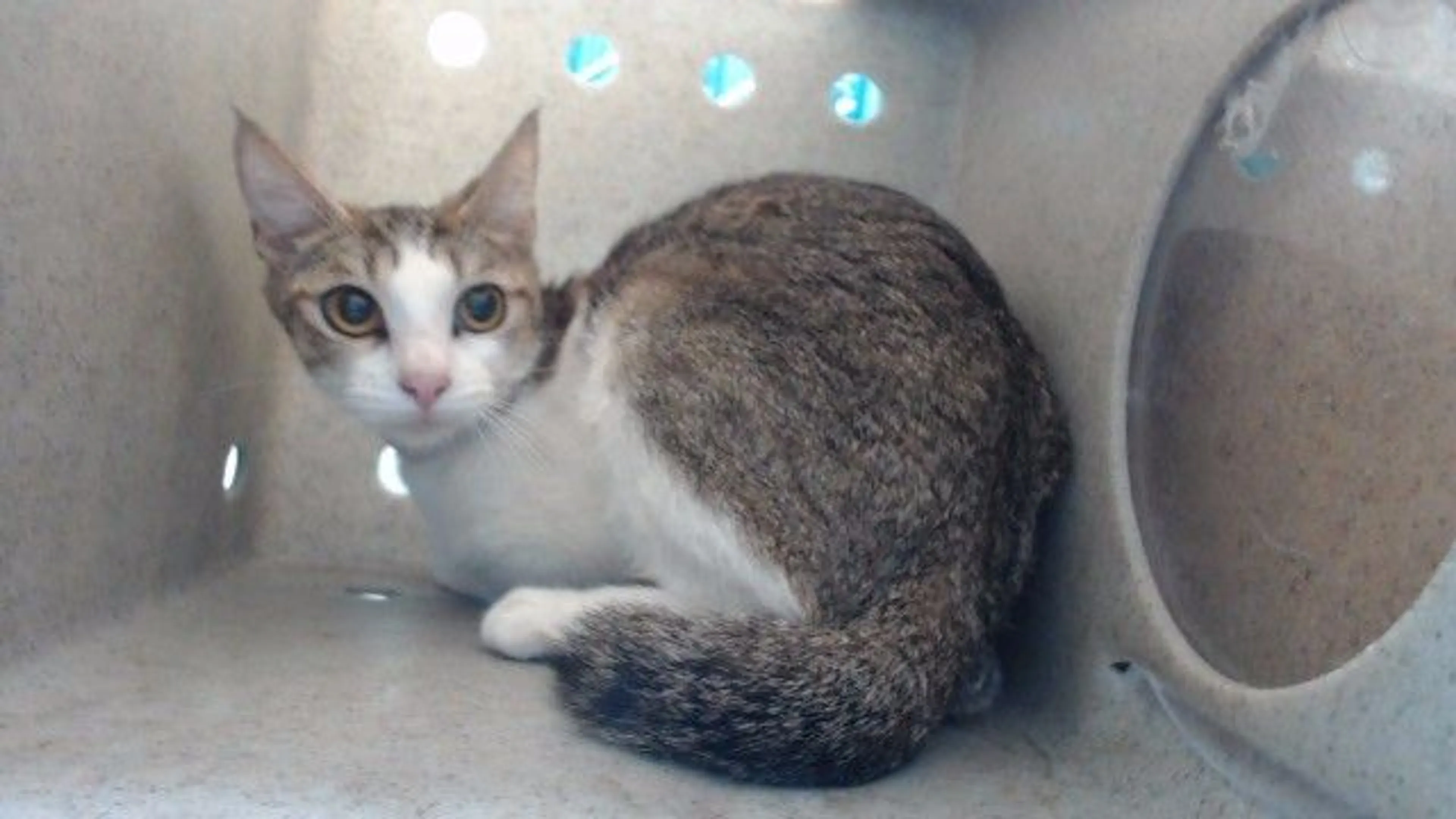 Found pet
