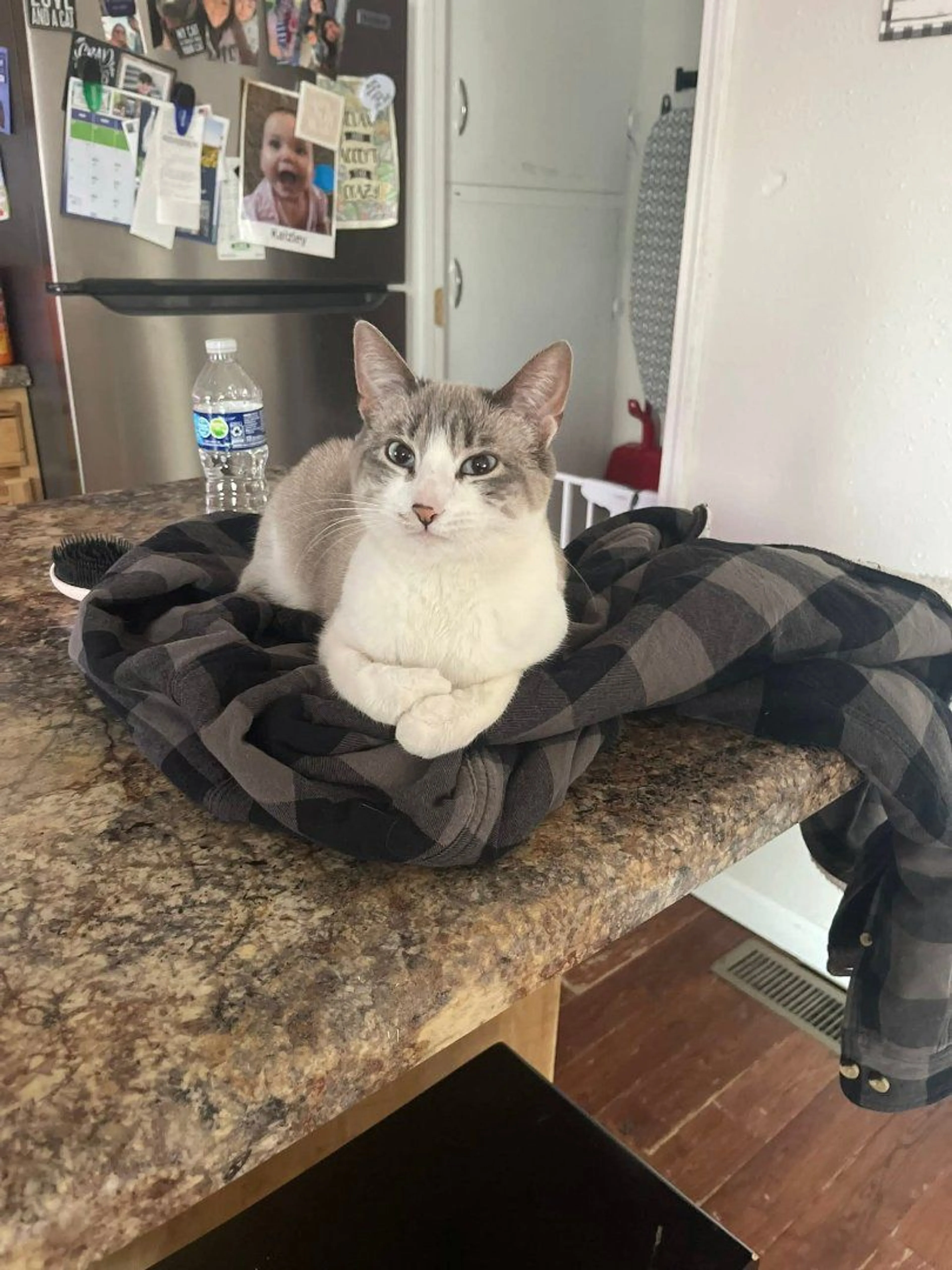 Lost pet