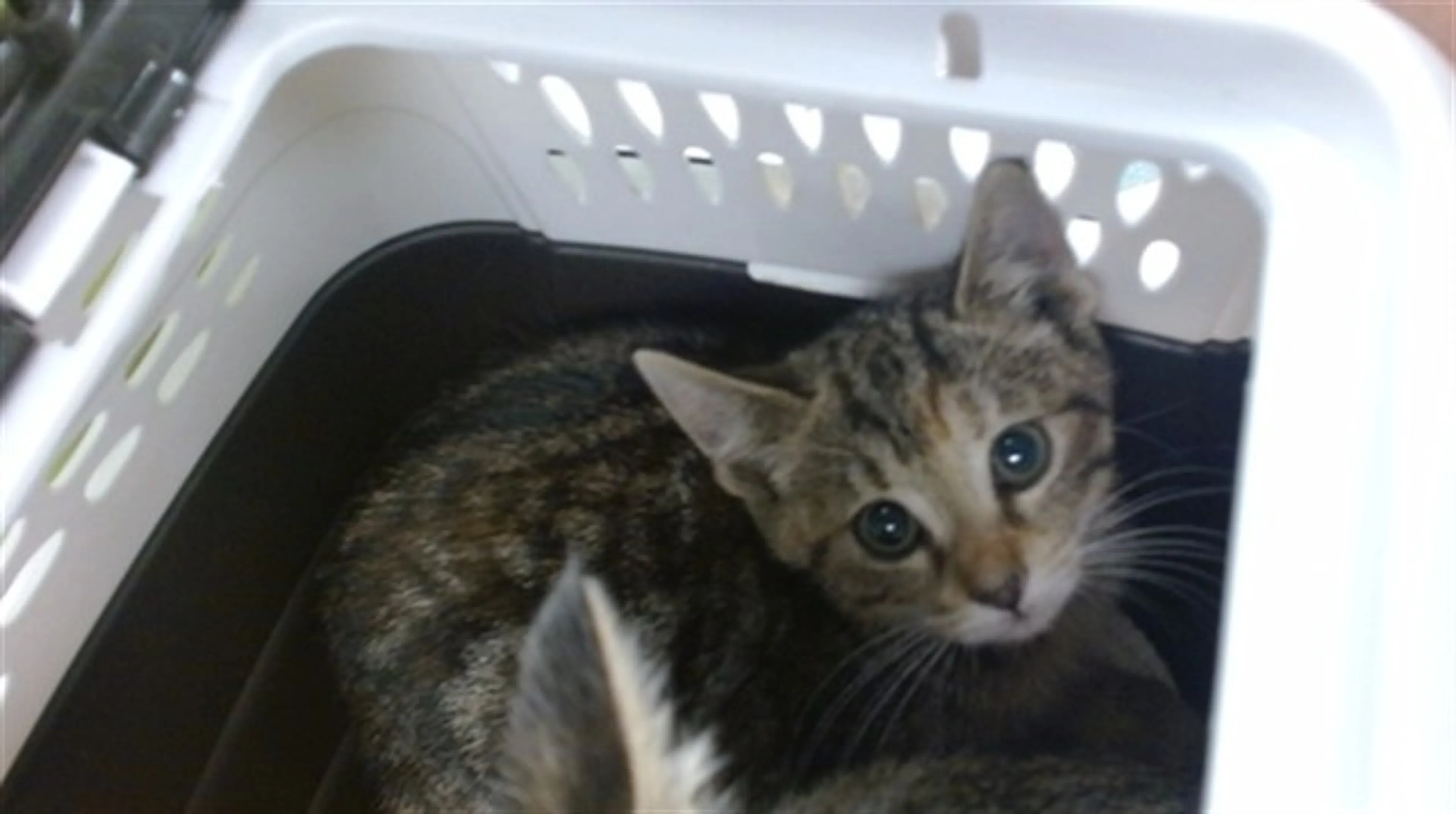 Found pet