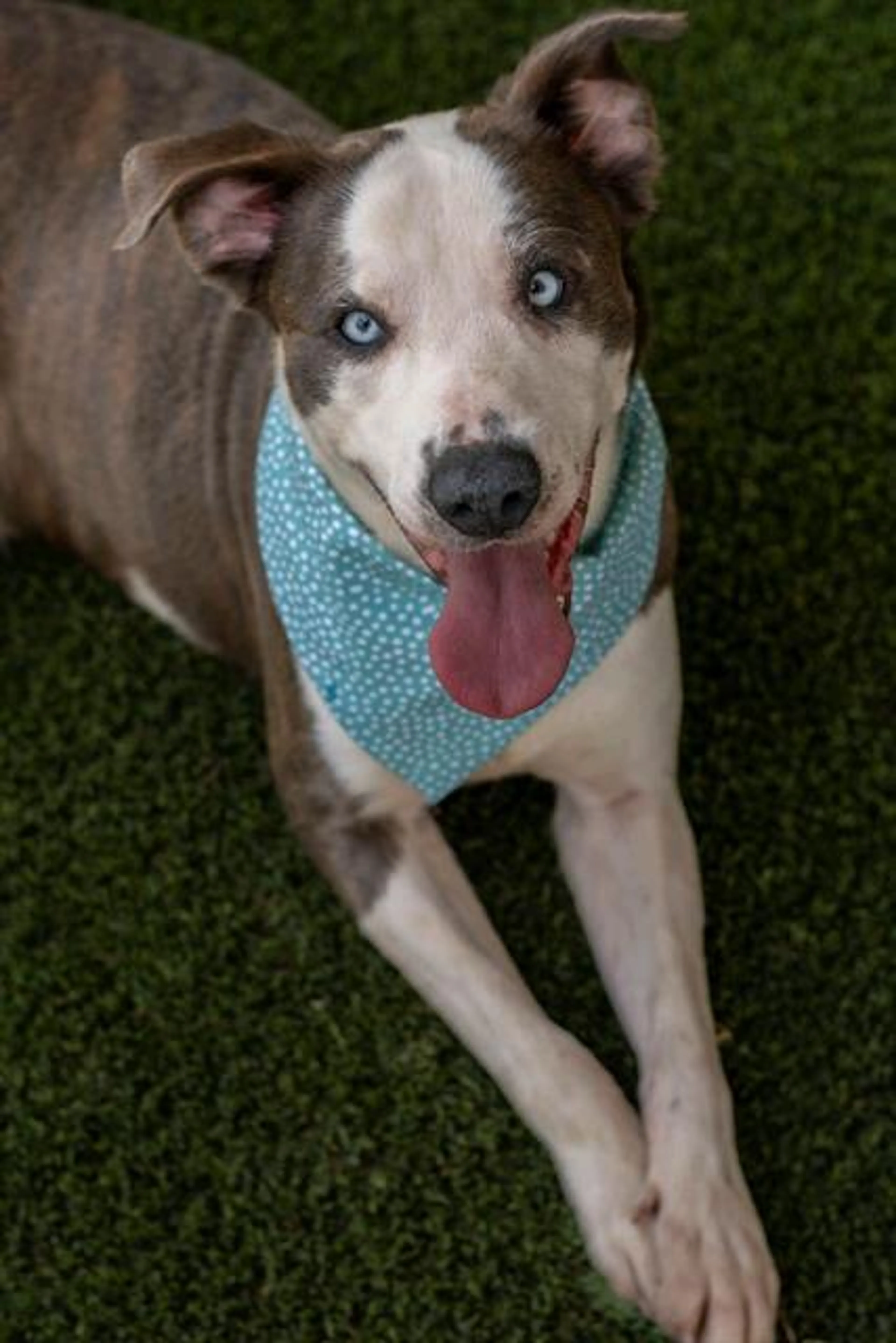 cdn image