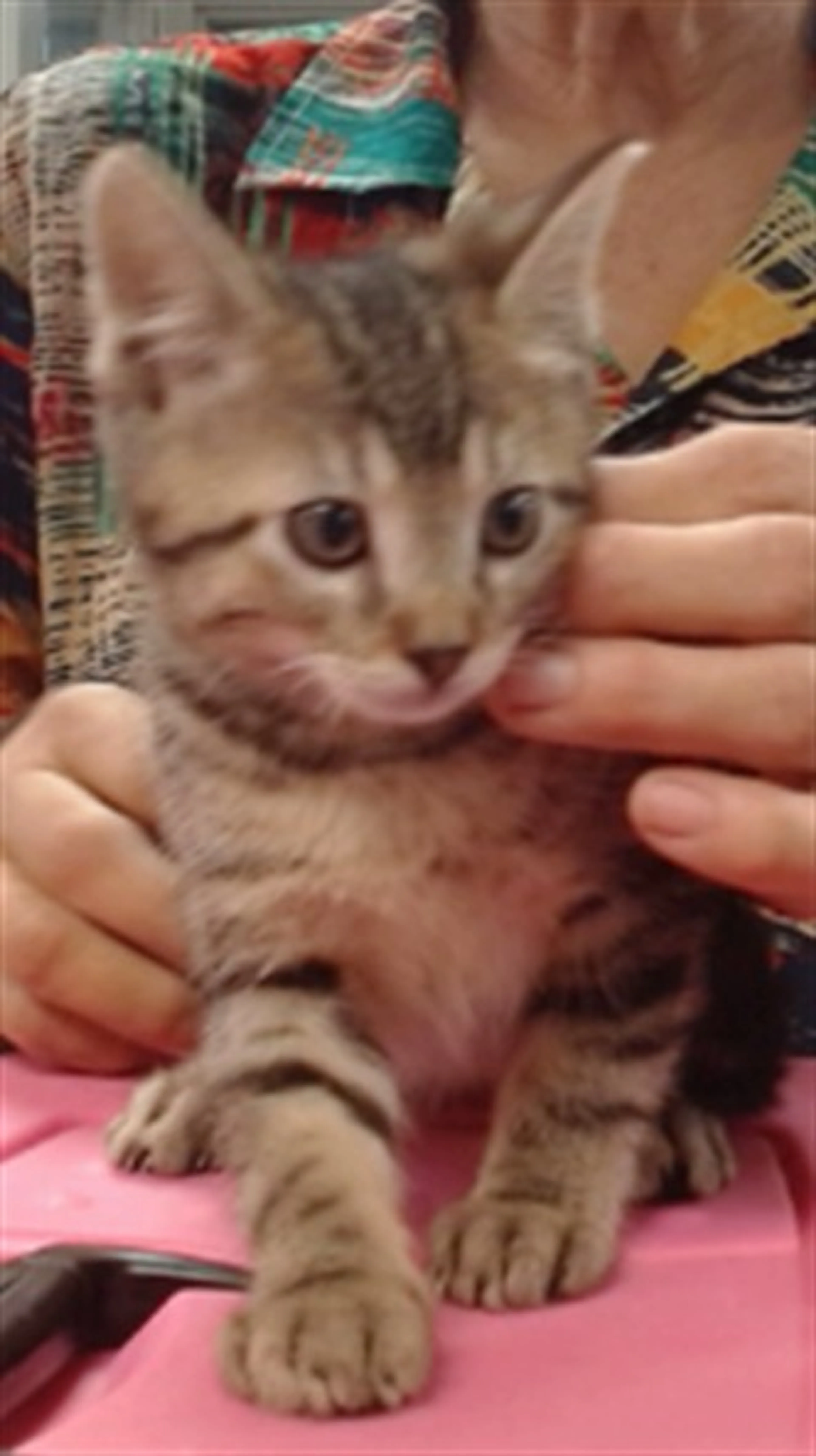 Found pet