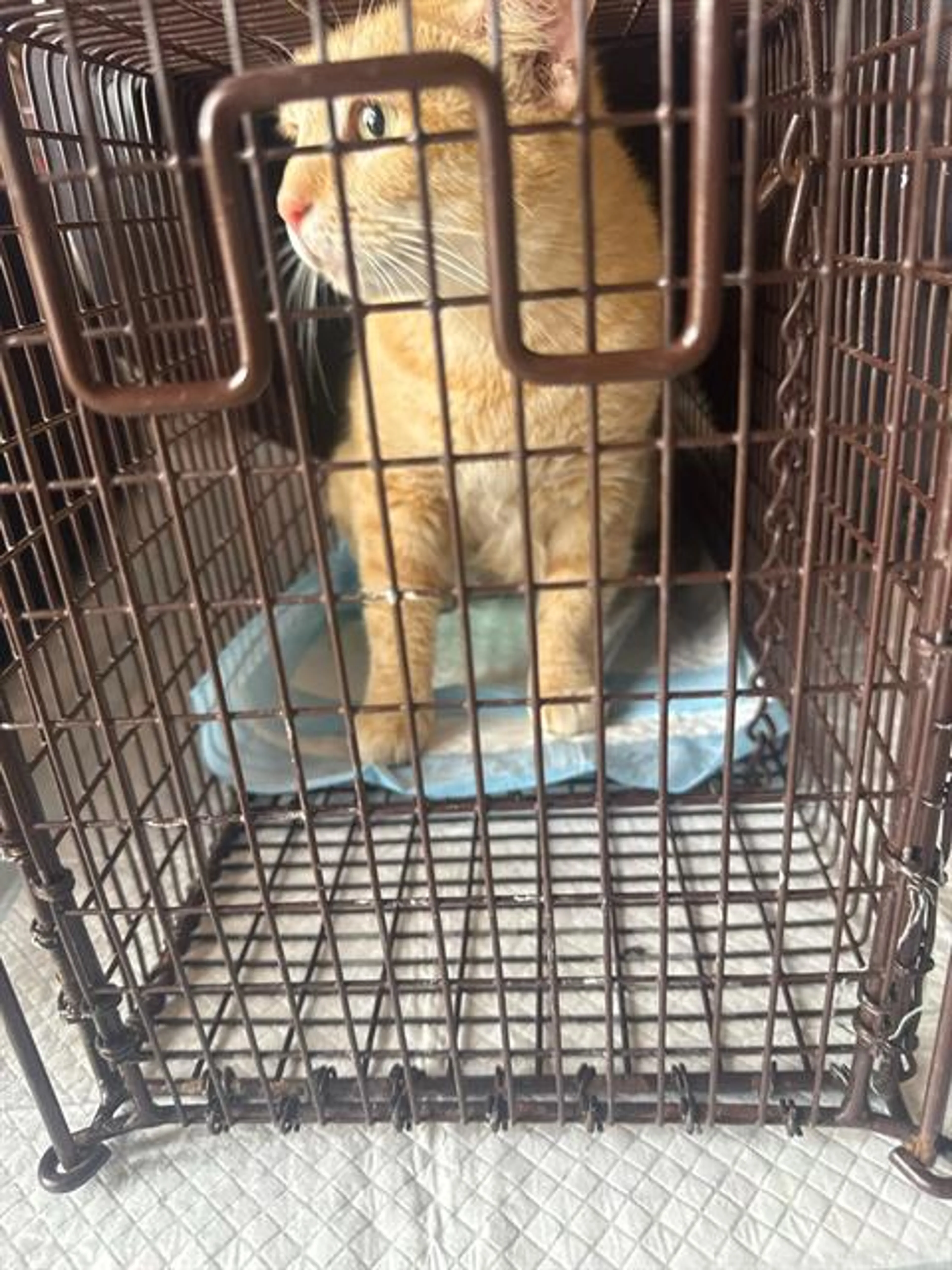 Found pet