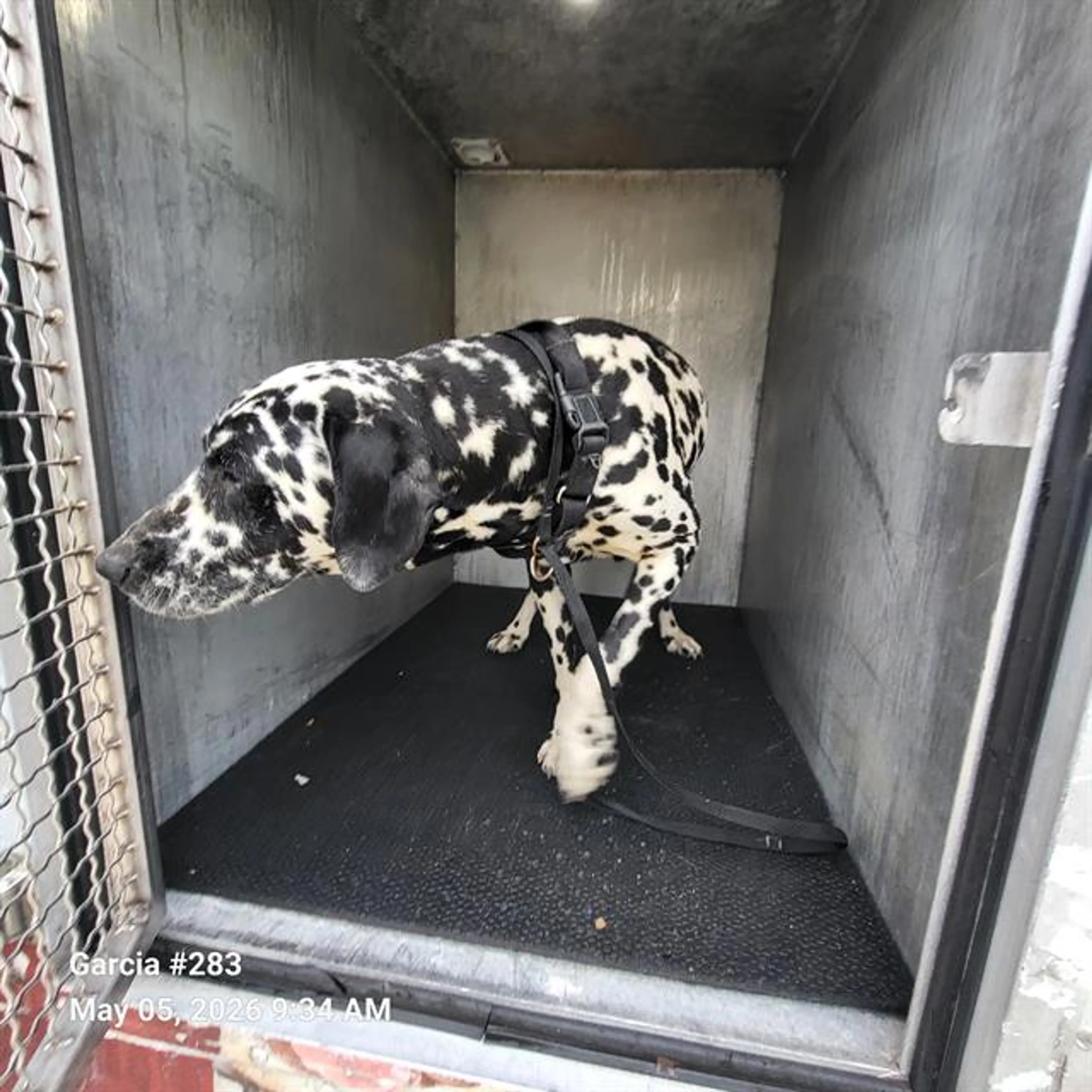 Found pet