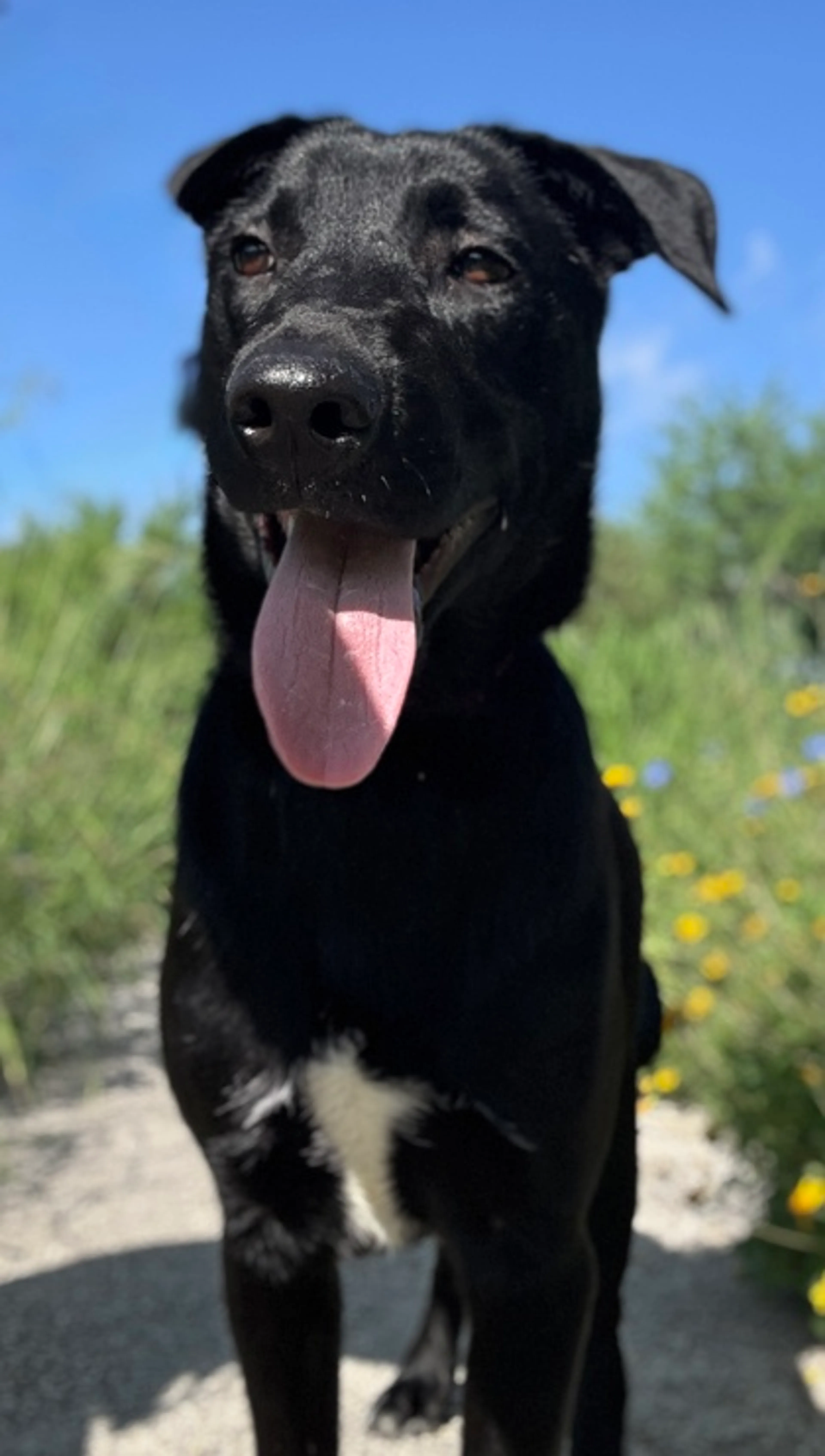 Found pet-2