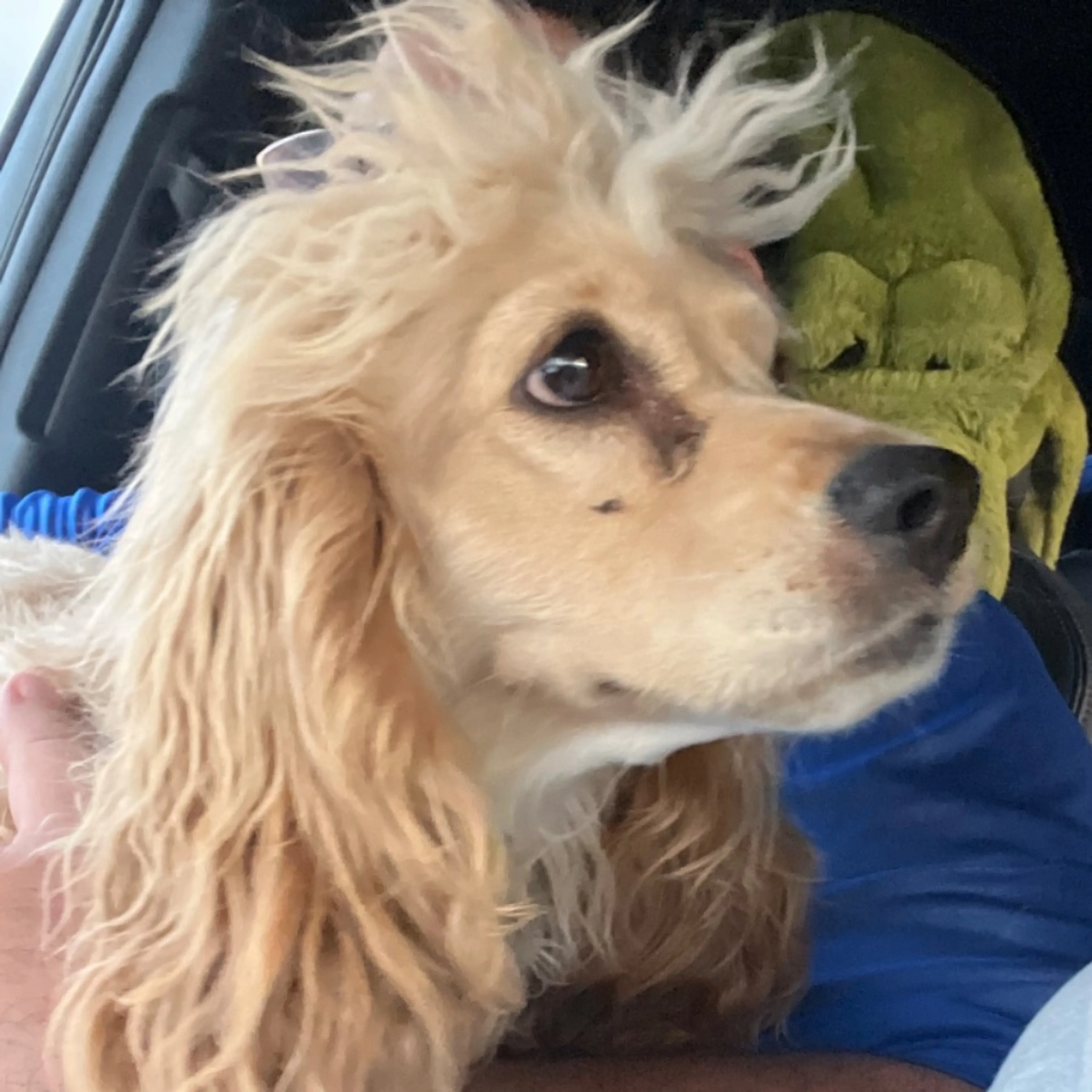 Found pet