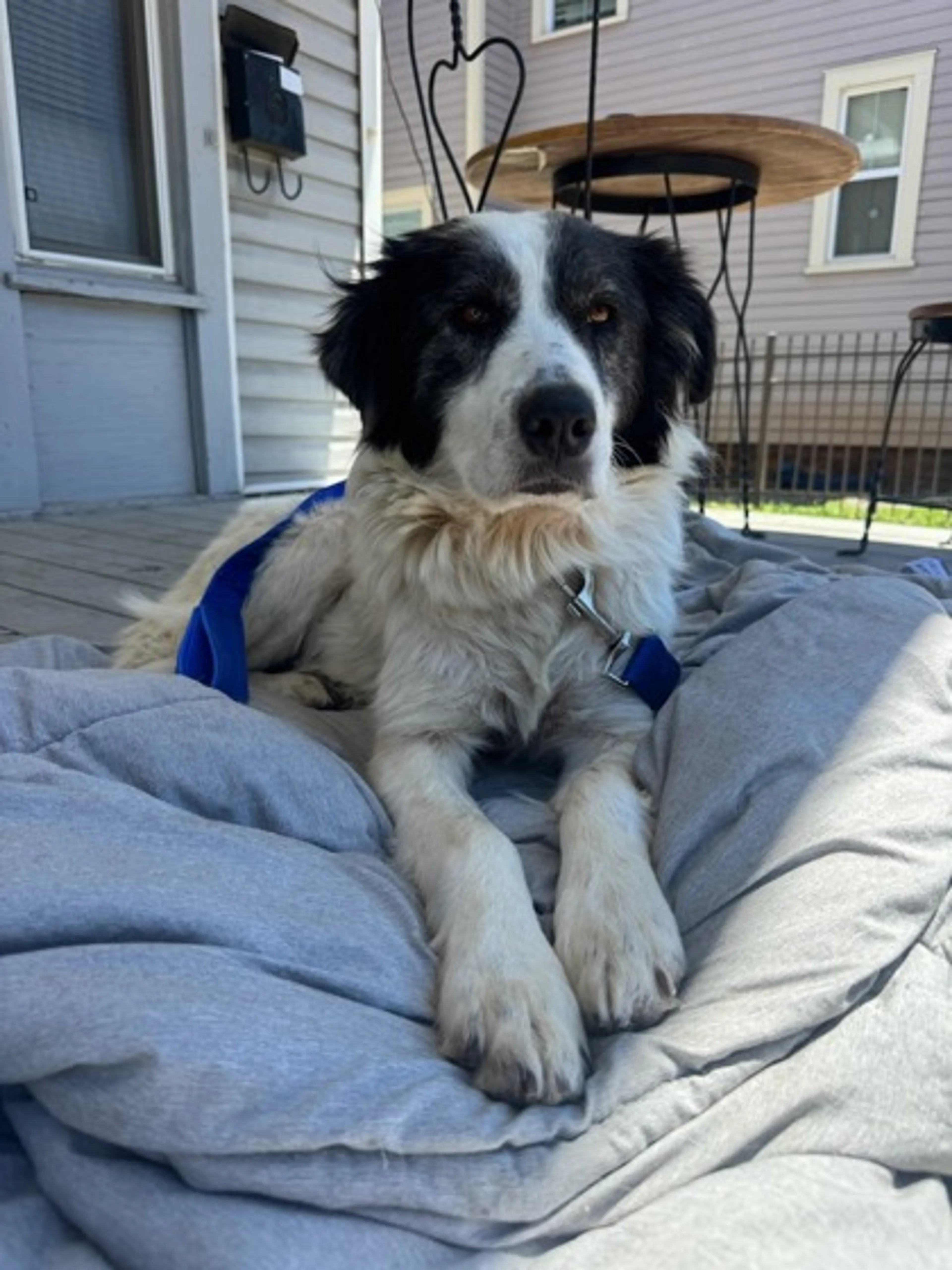 Found pet-1