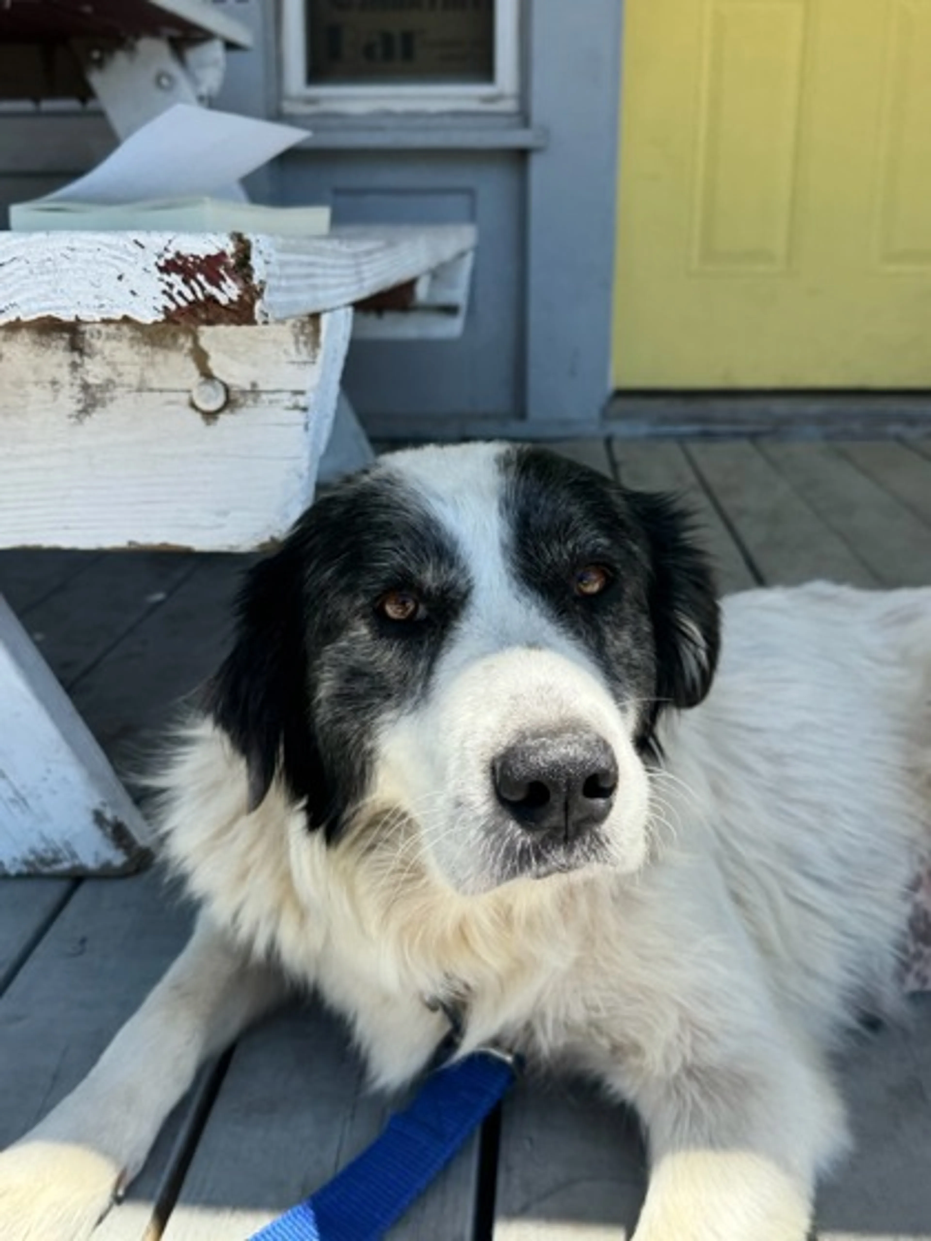 Found pet-0