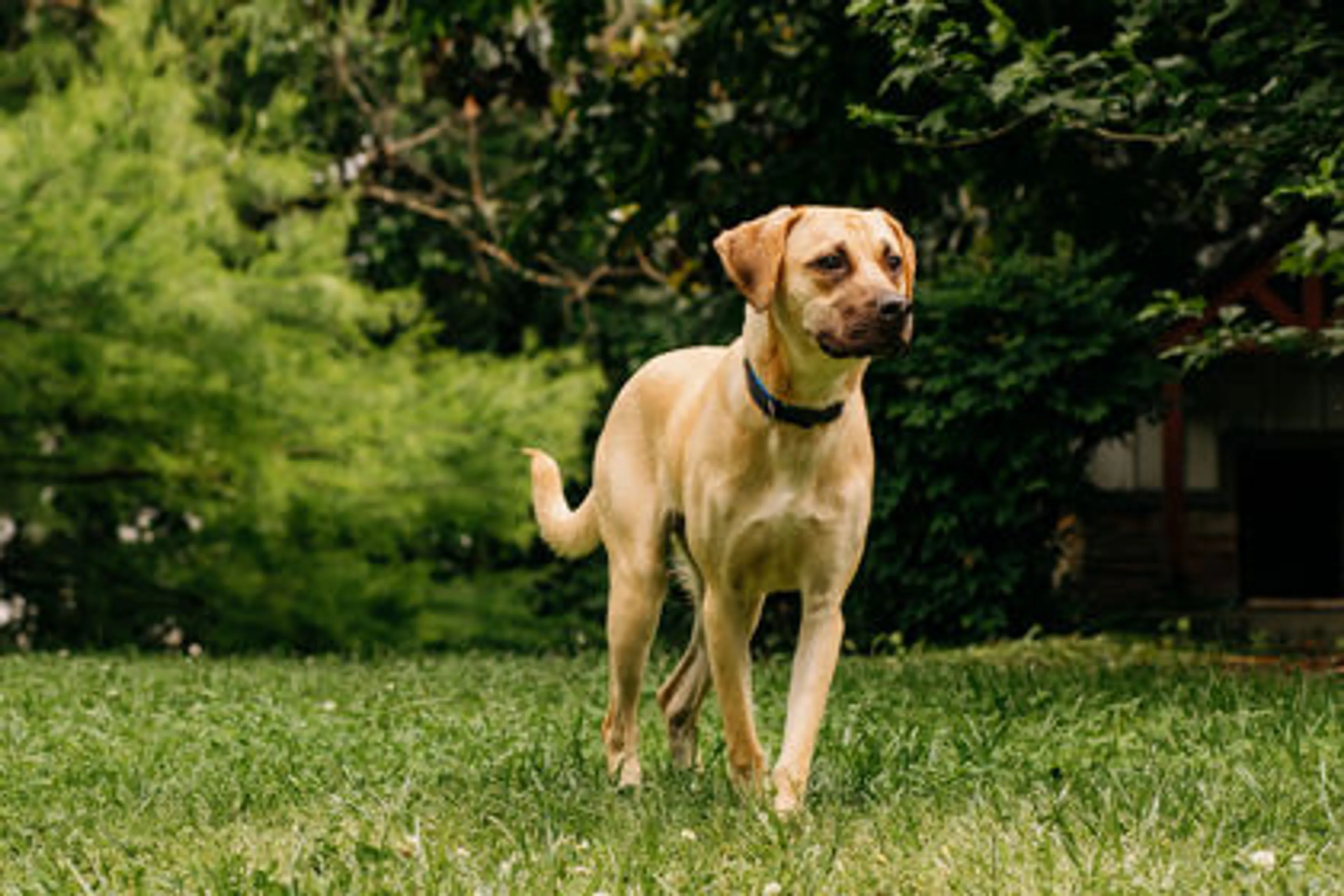 Found pet-1