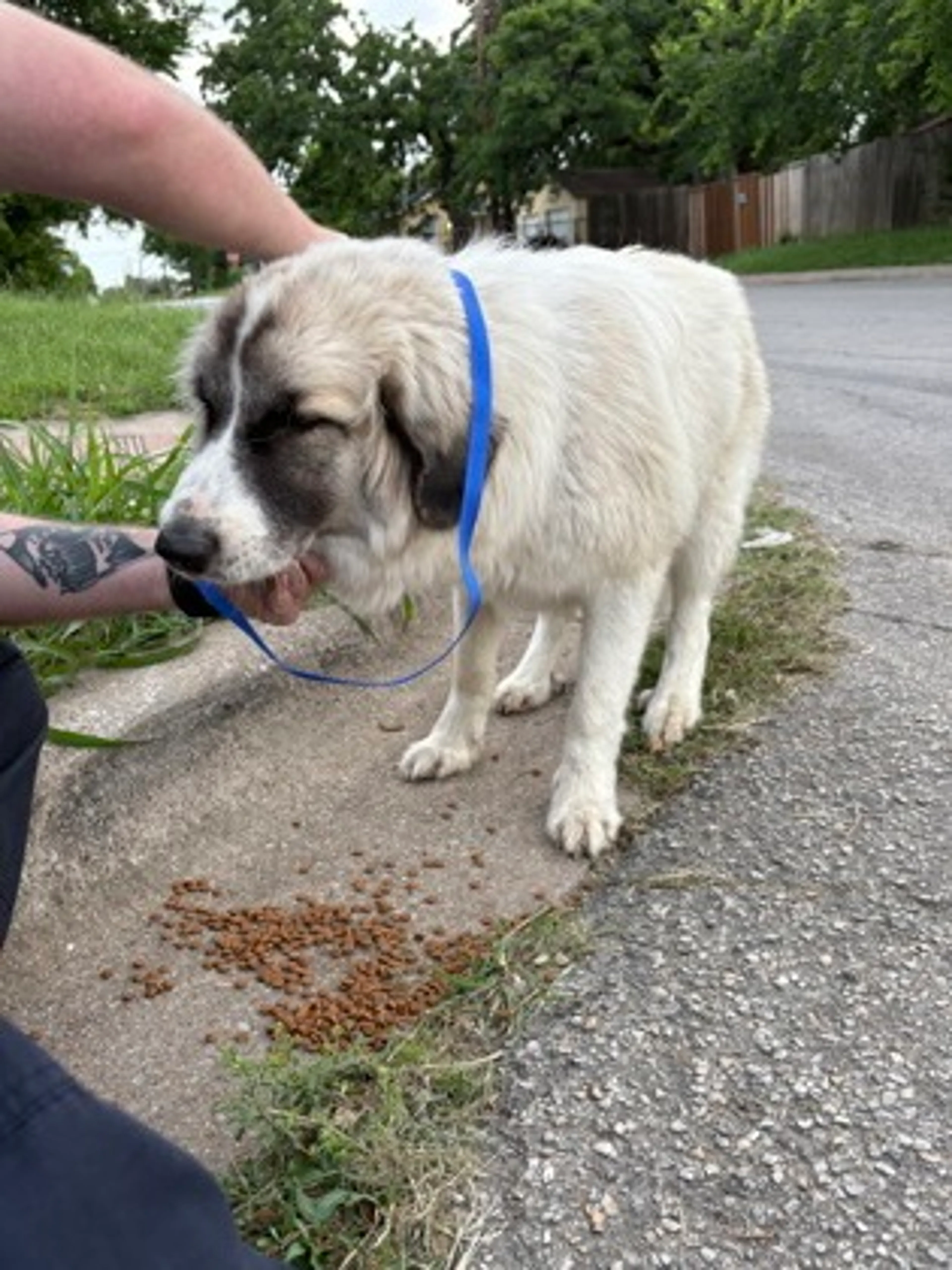Found pet