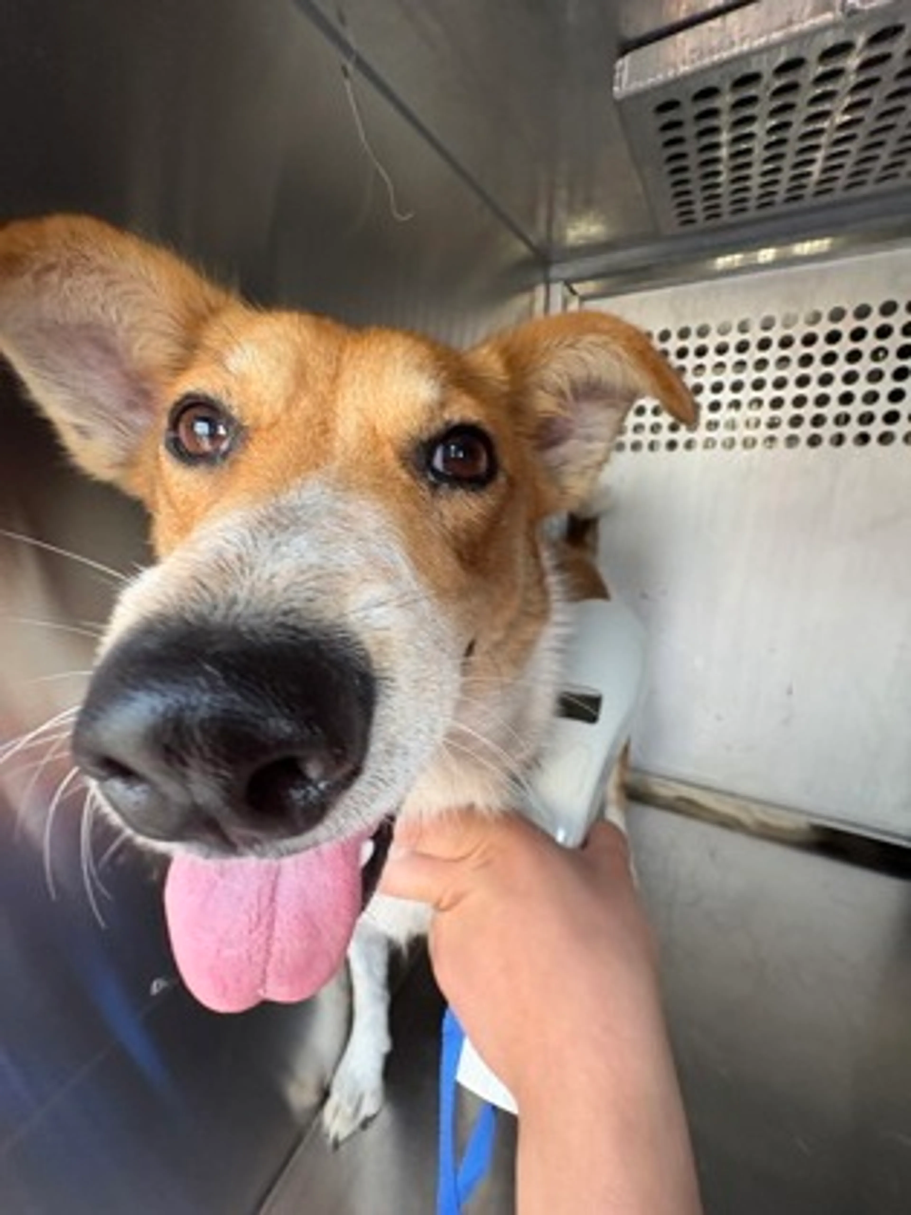 Found pet