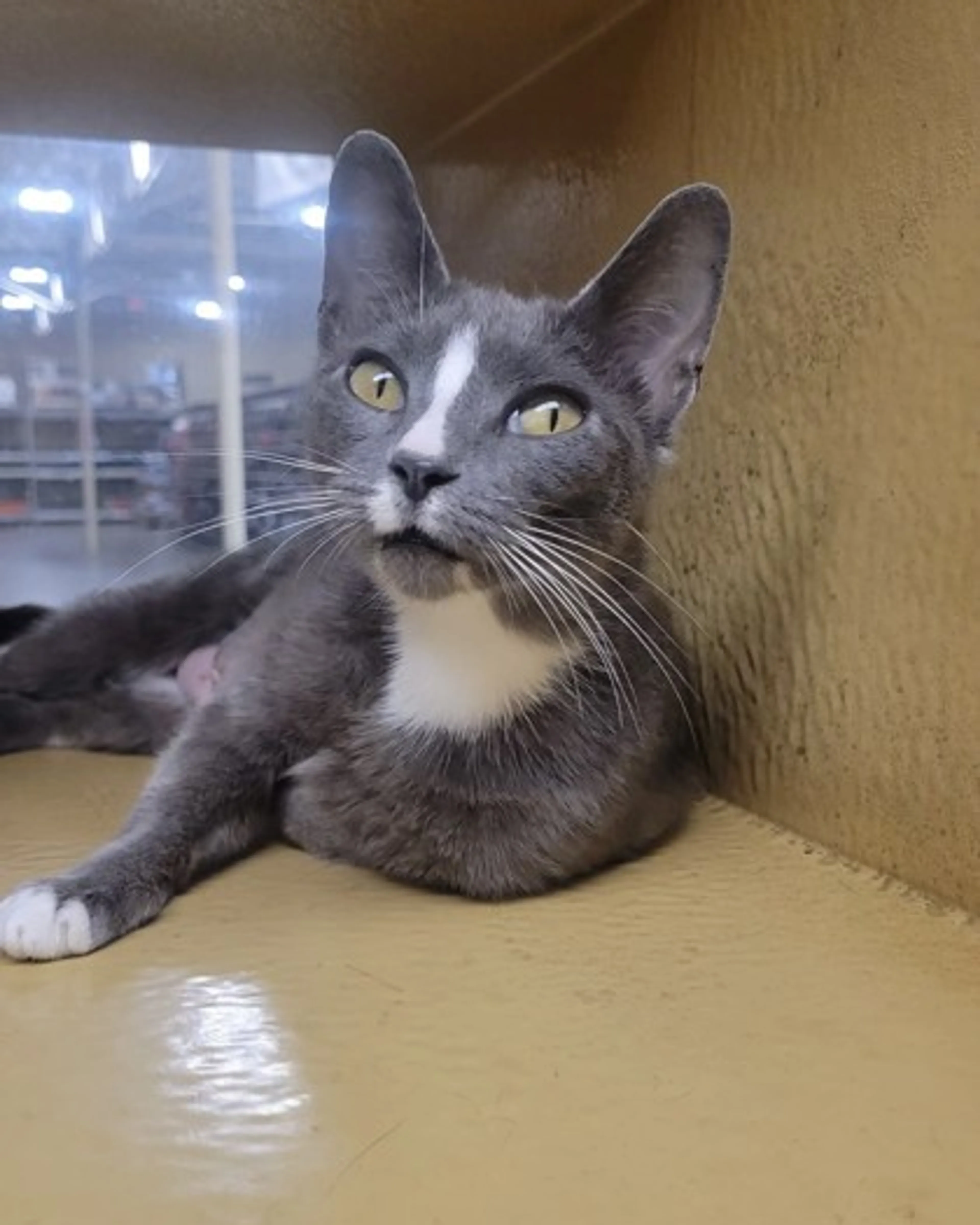 Found pet-1