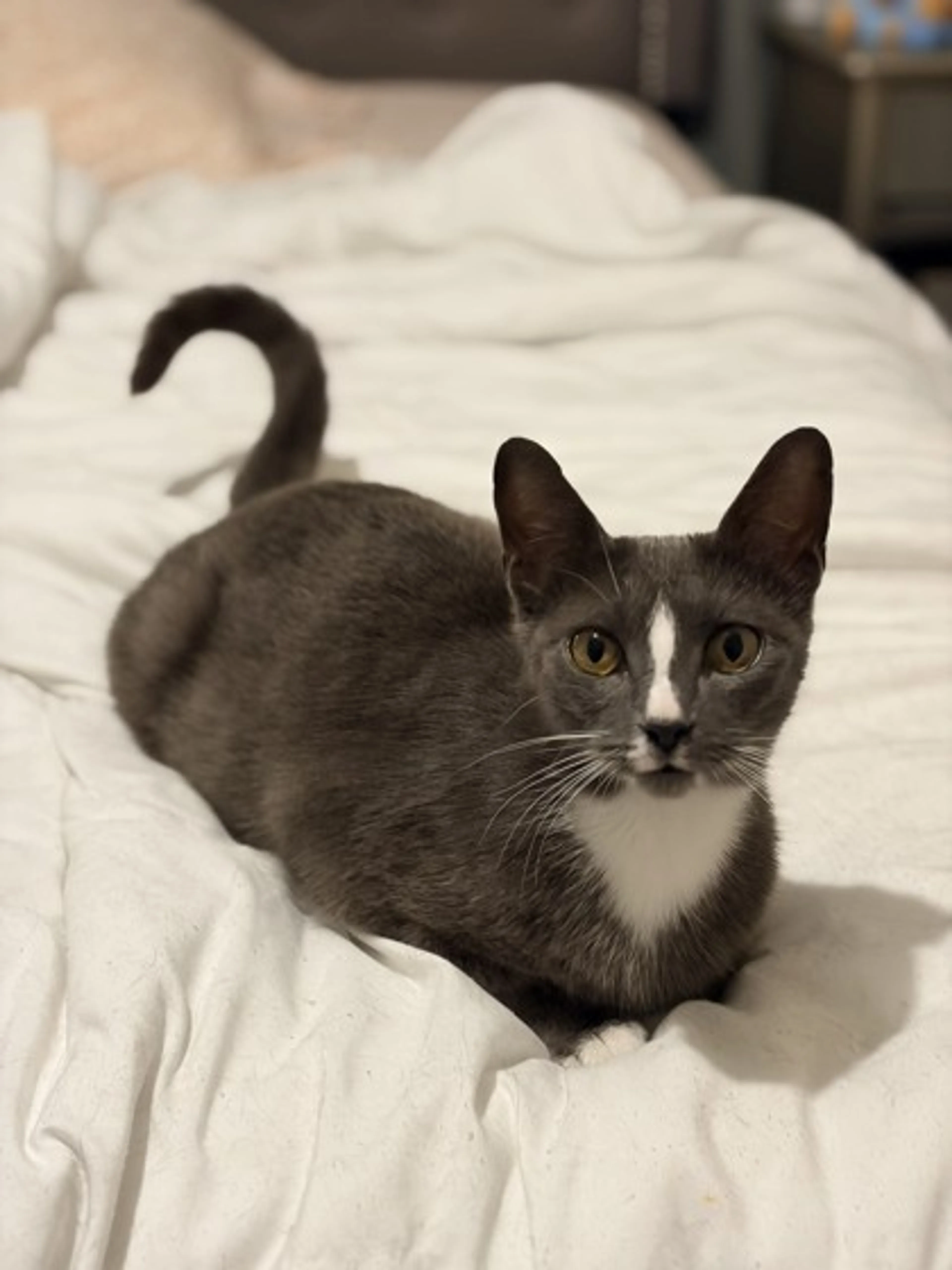 Found pet-2