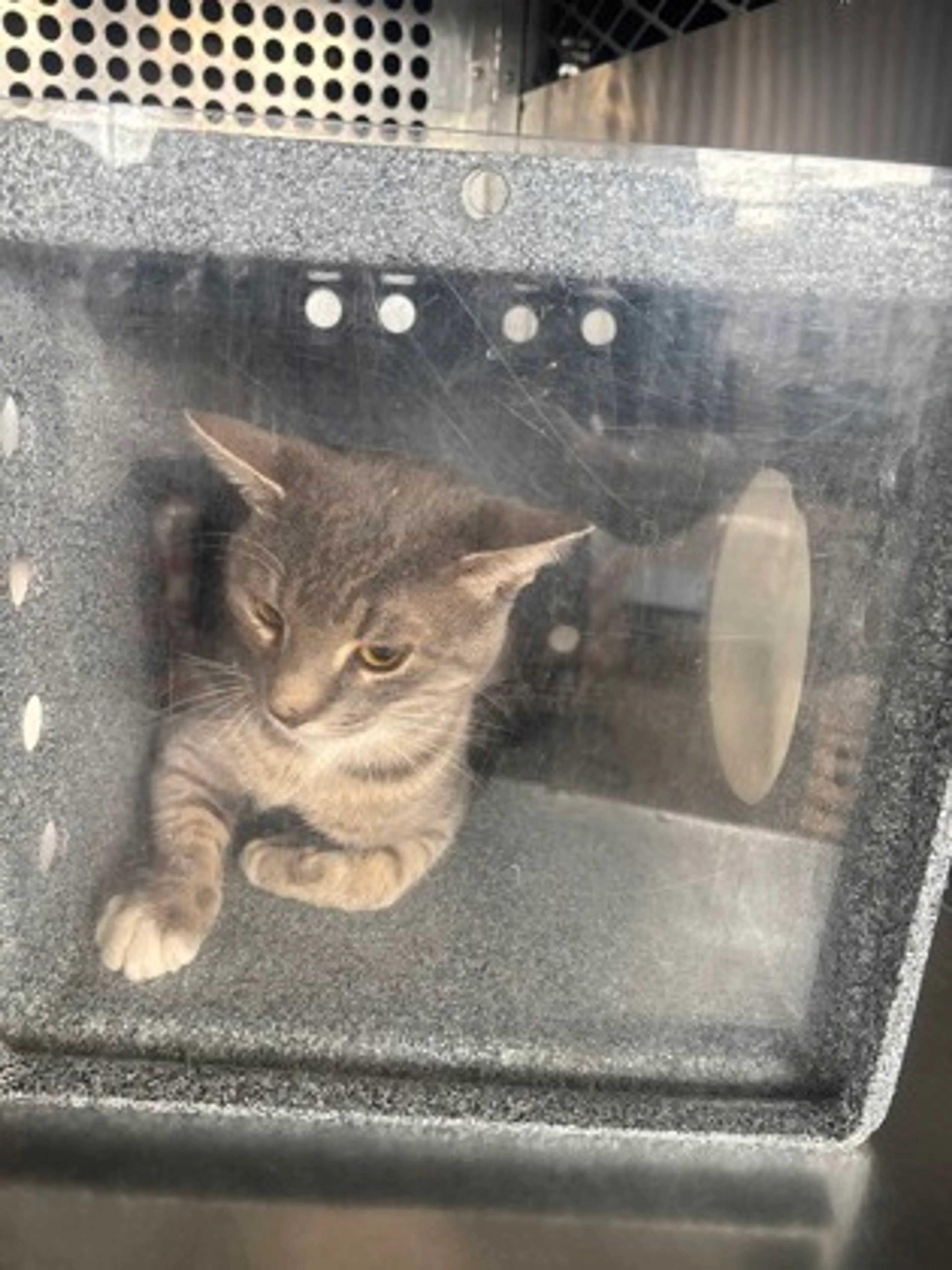 Found pet