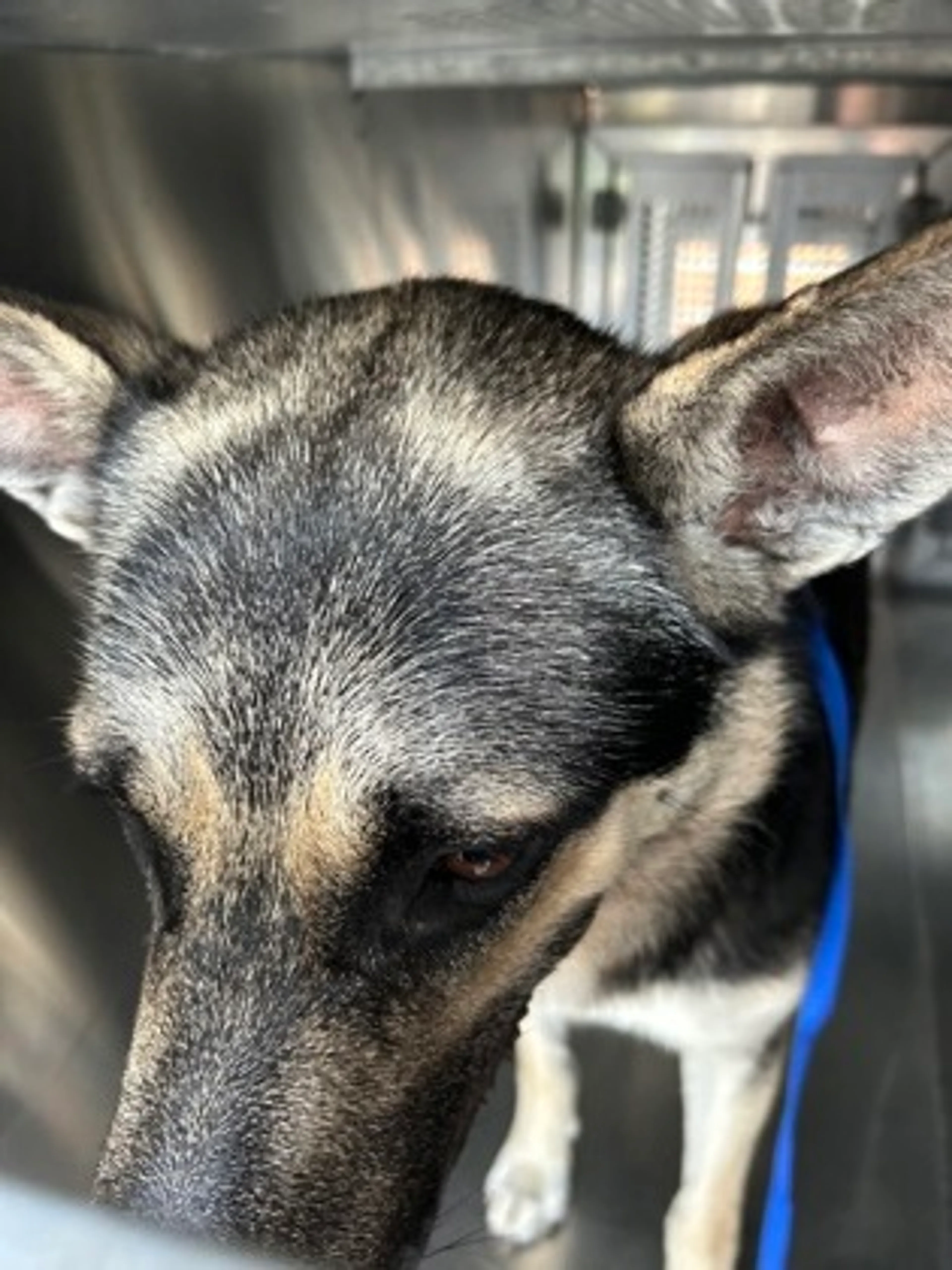 Found pet