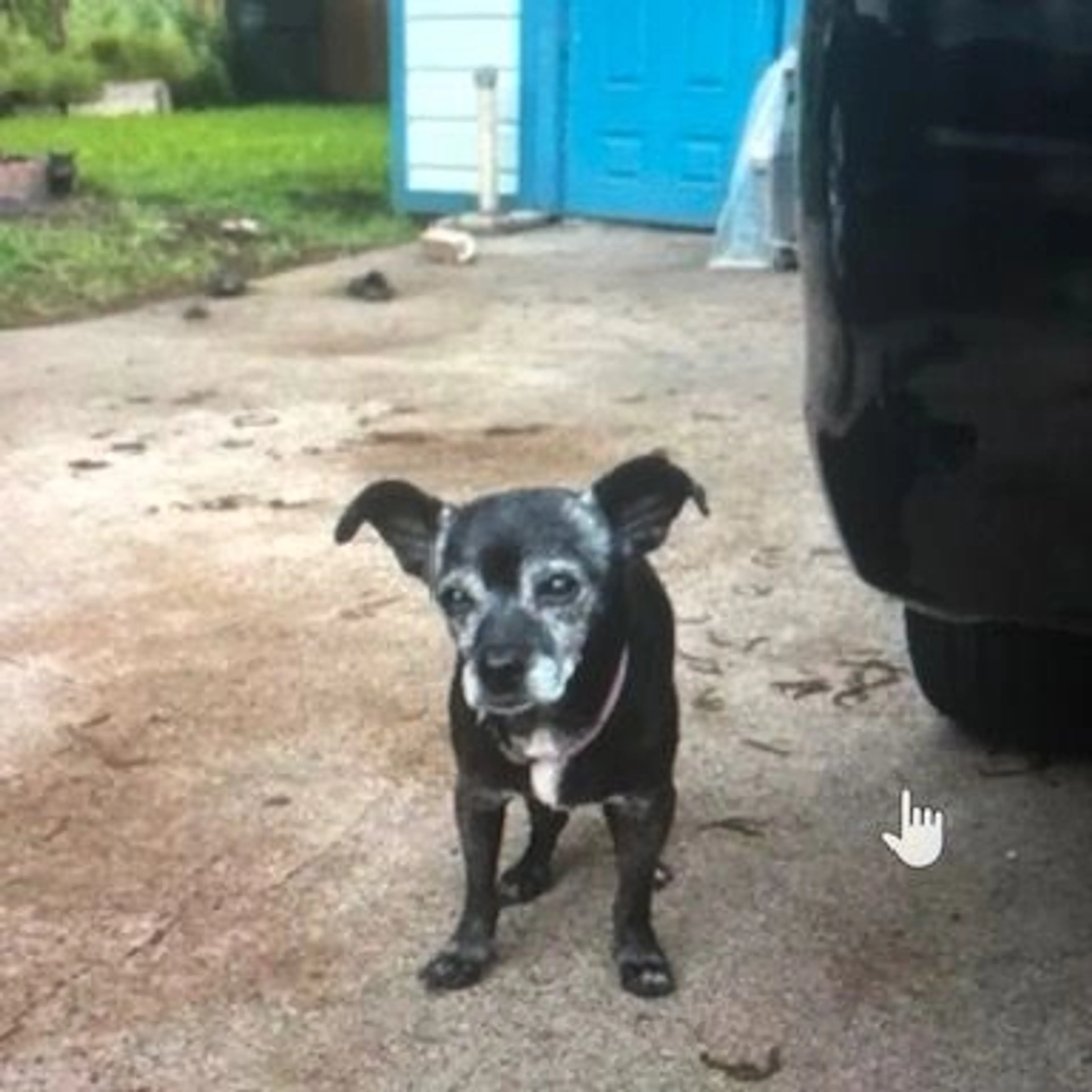 Lost pet-0