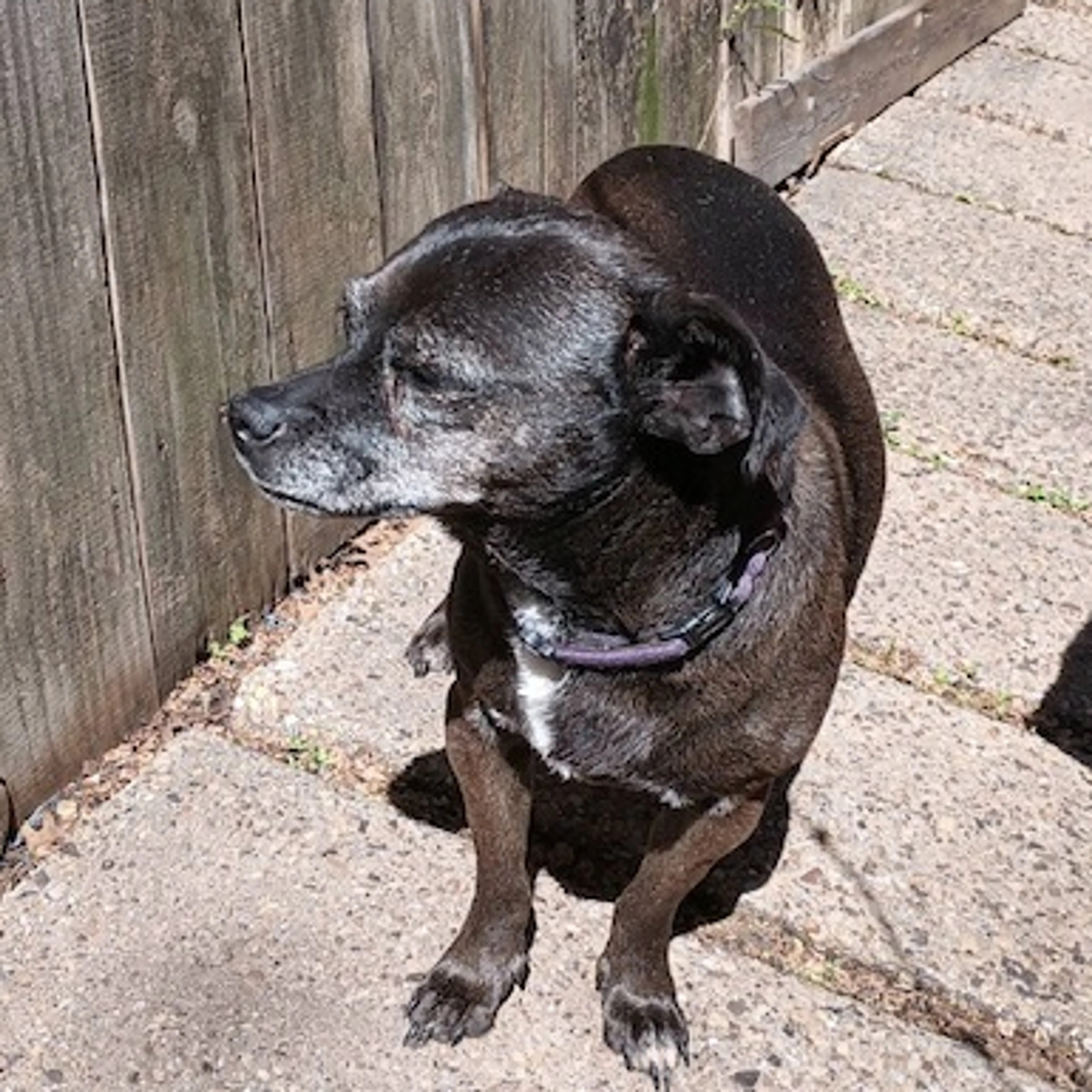 Lost pet-1