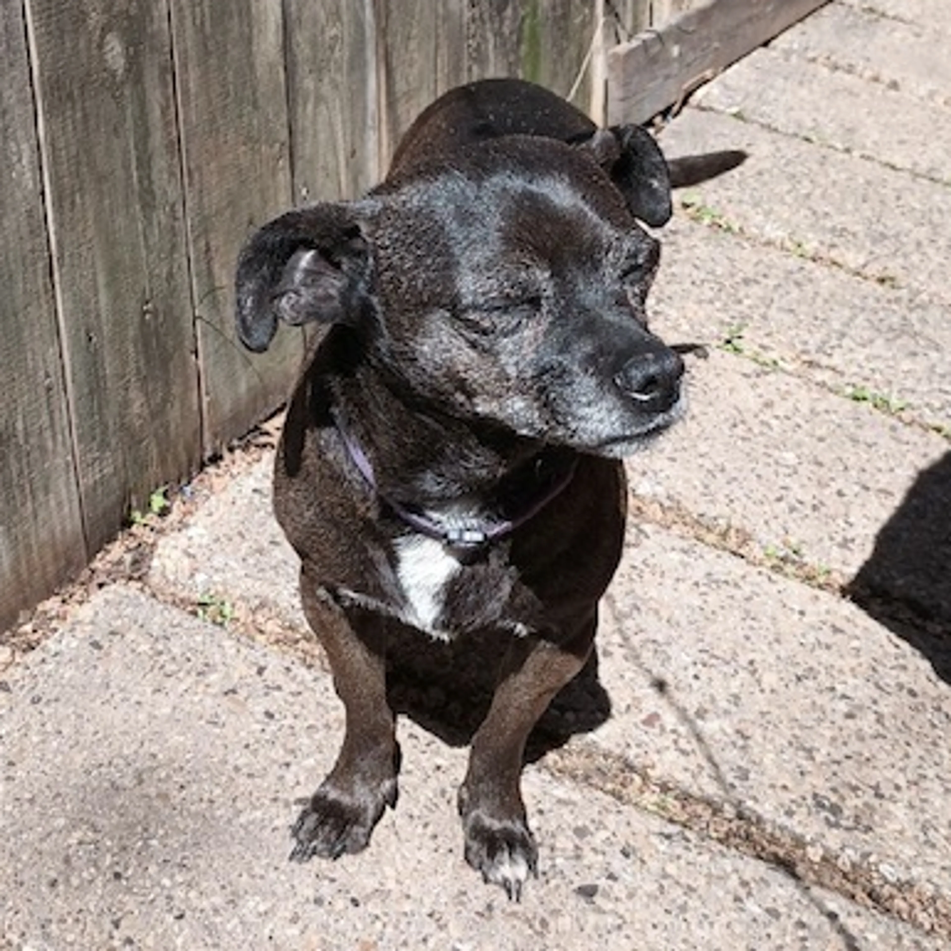 Lost pet-2