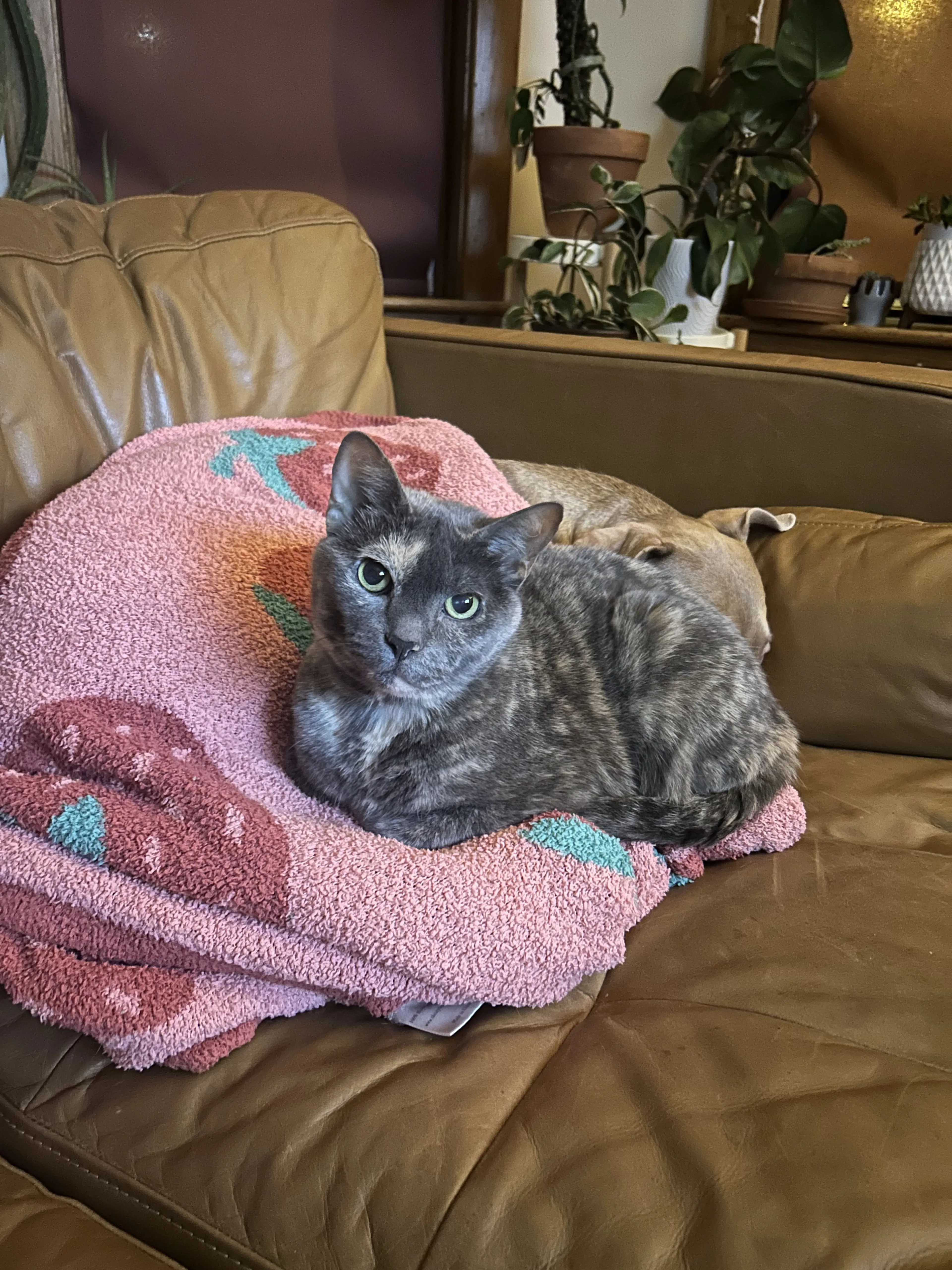 Lost pet-2