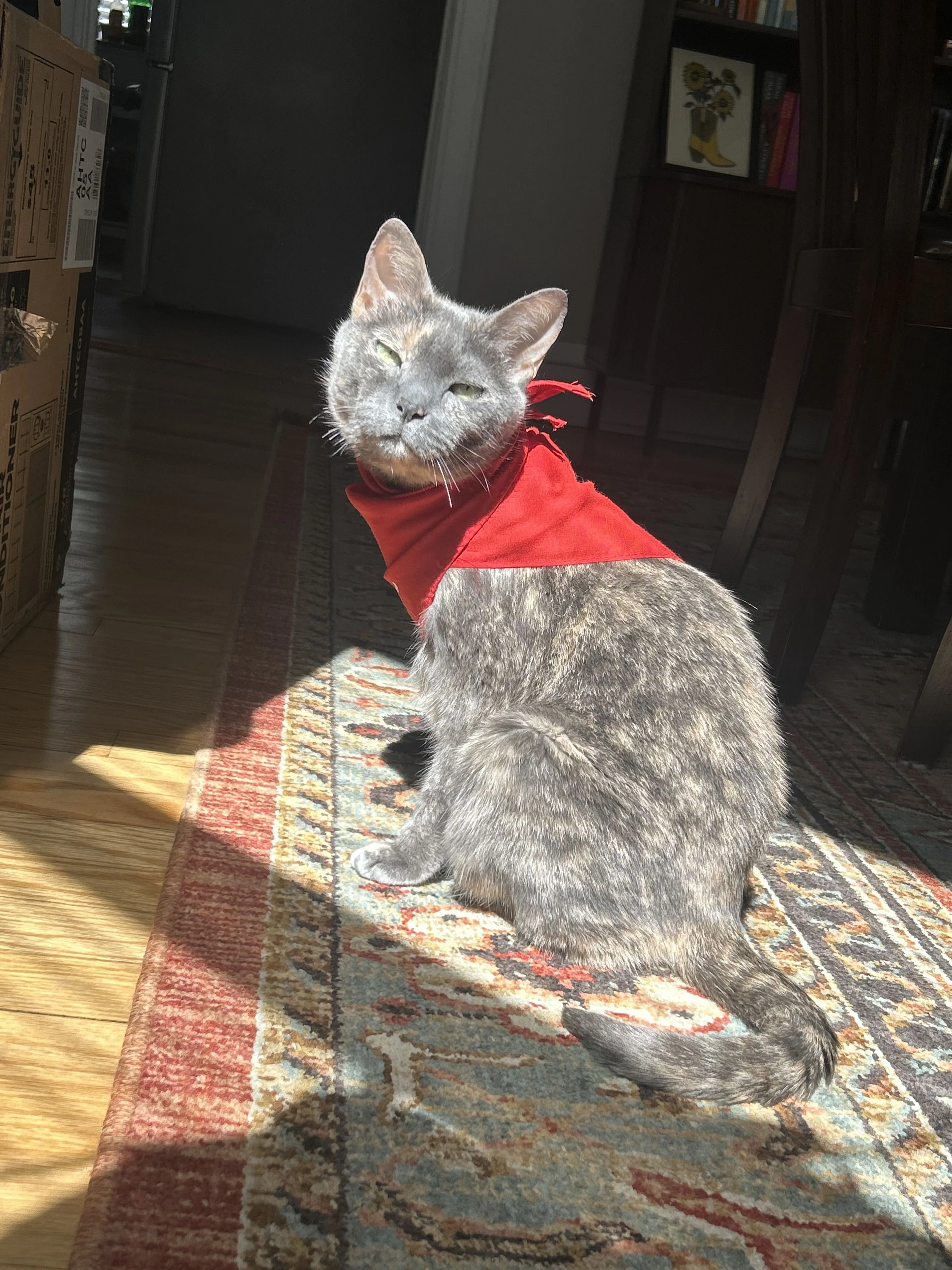 Lost pet-1